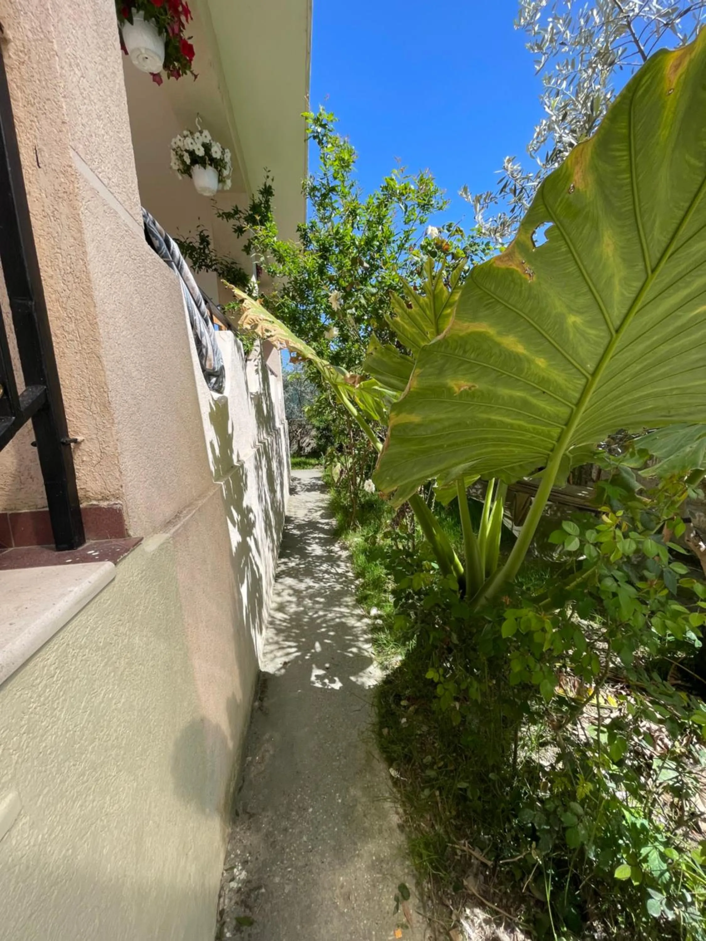 Garden in Vlora Backpackers Hostel & Bar LUNGOMARE