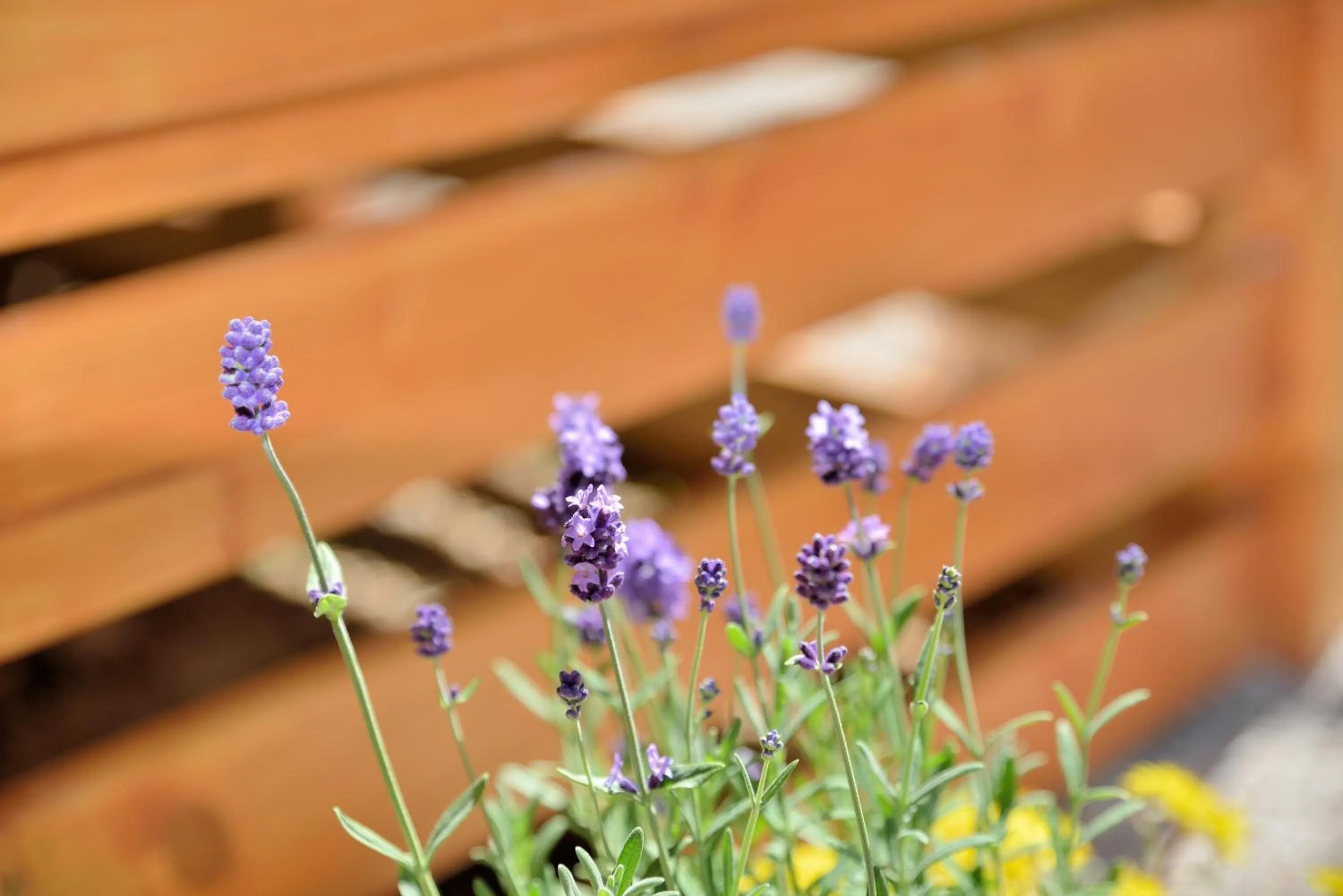 Spring in Sunny Home Soline