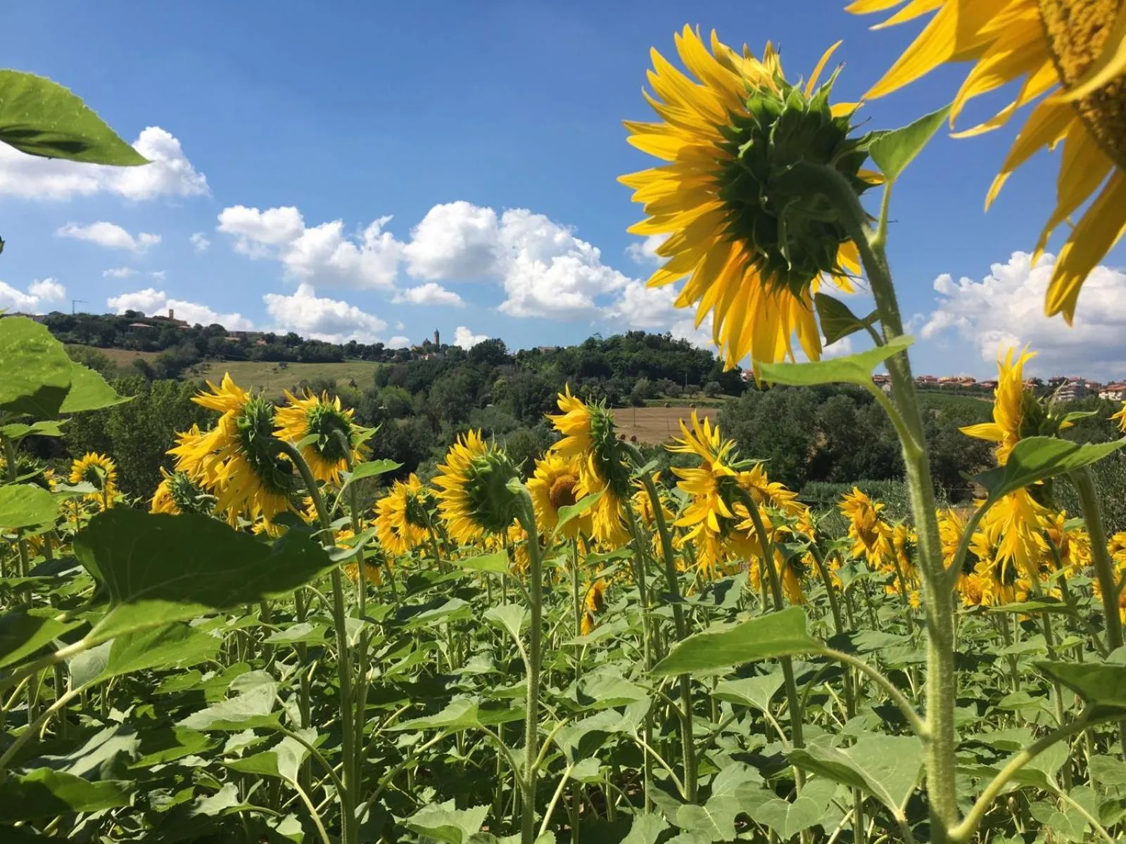 Natural landscape in B&B Il Giardino
