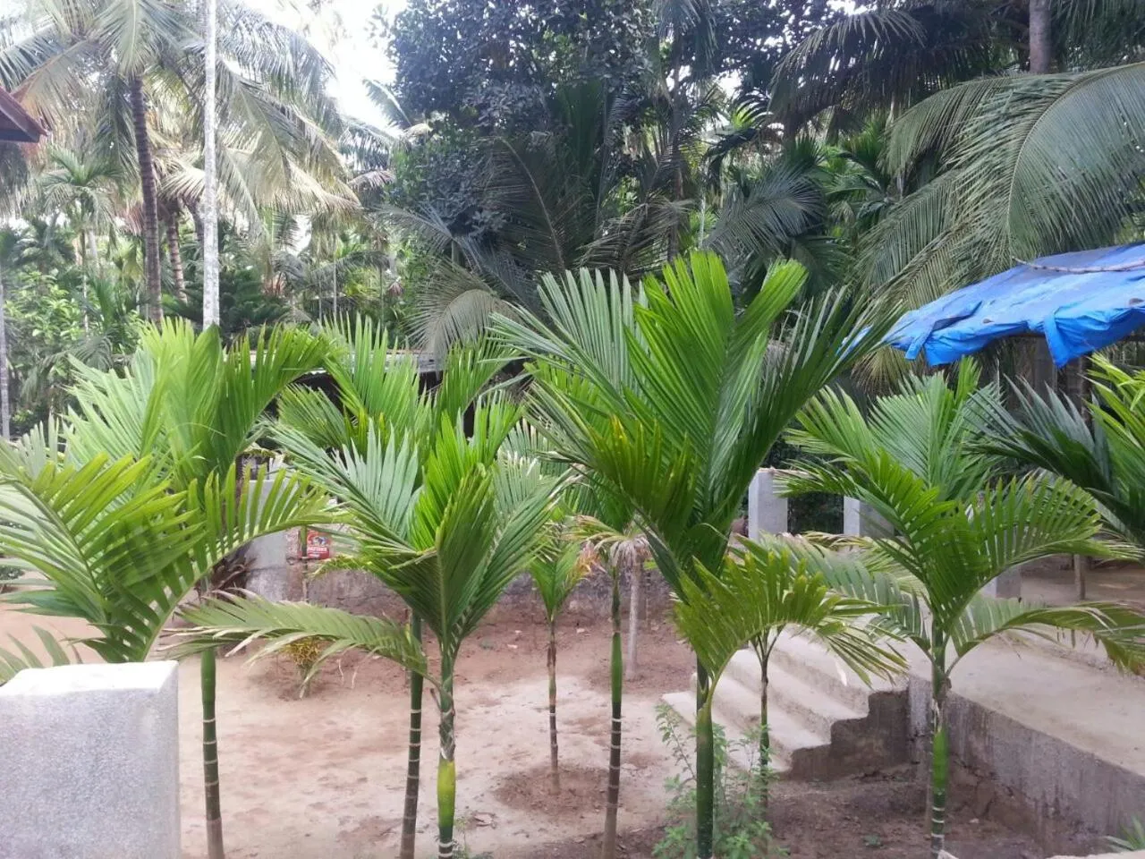 Tendulkar Beach Resort
