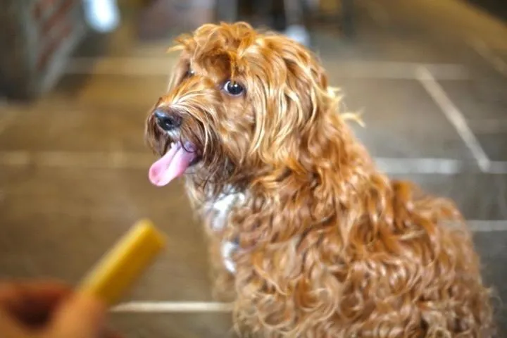 Pets in The Harbour House Sea Front Hotel