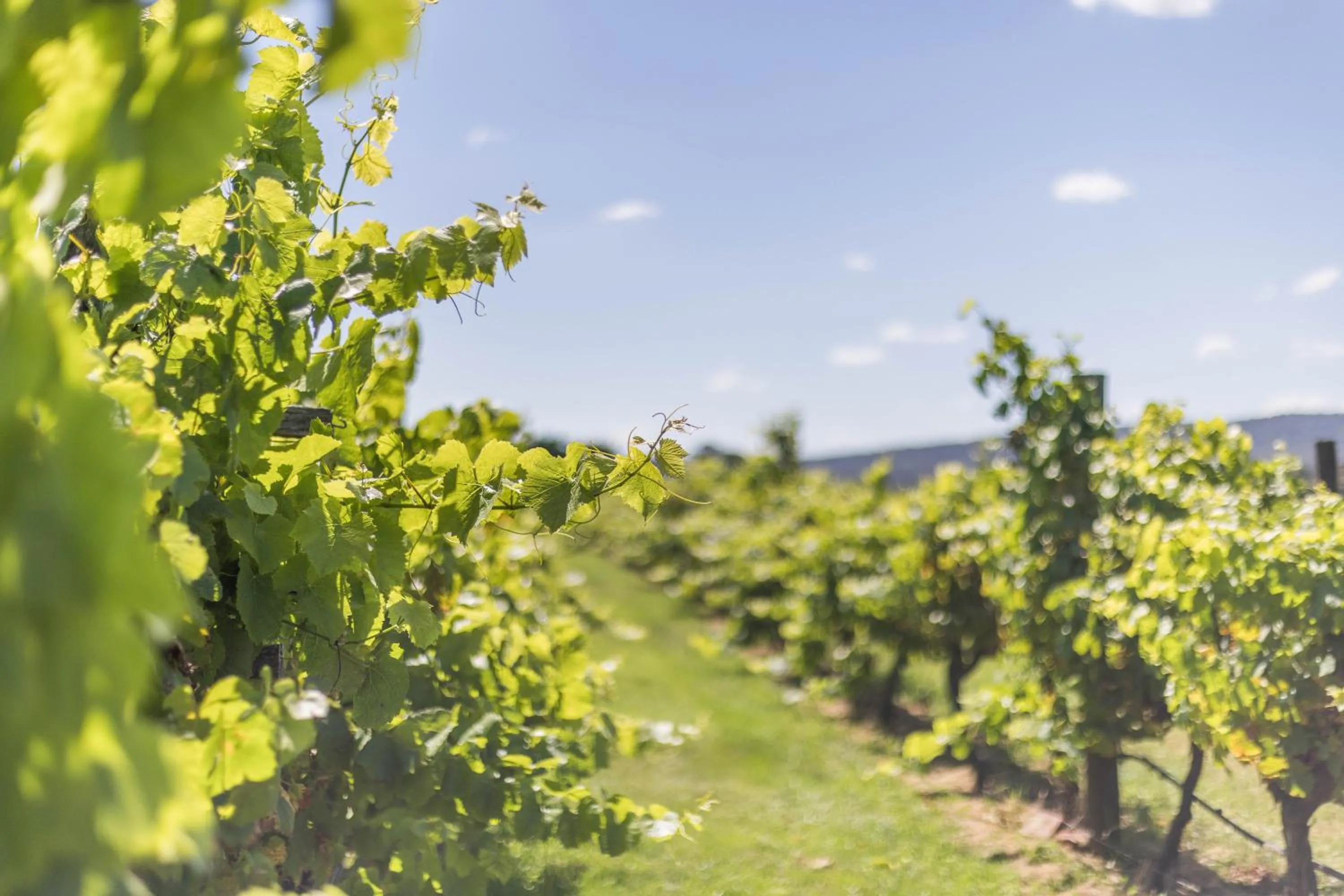 View (from property/room) in Cleveland Estate