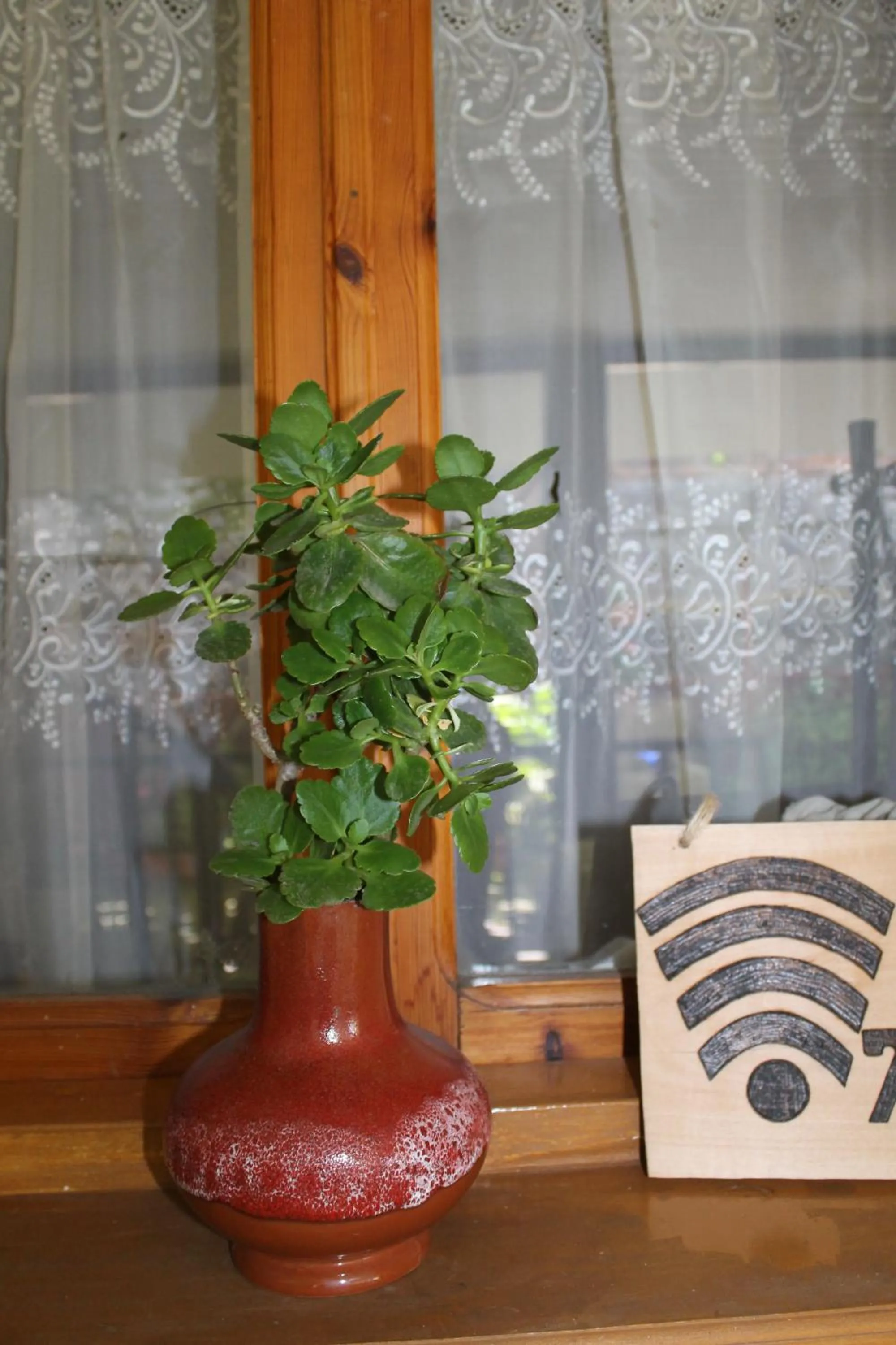 The Kiwi House