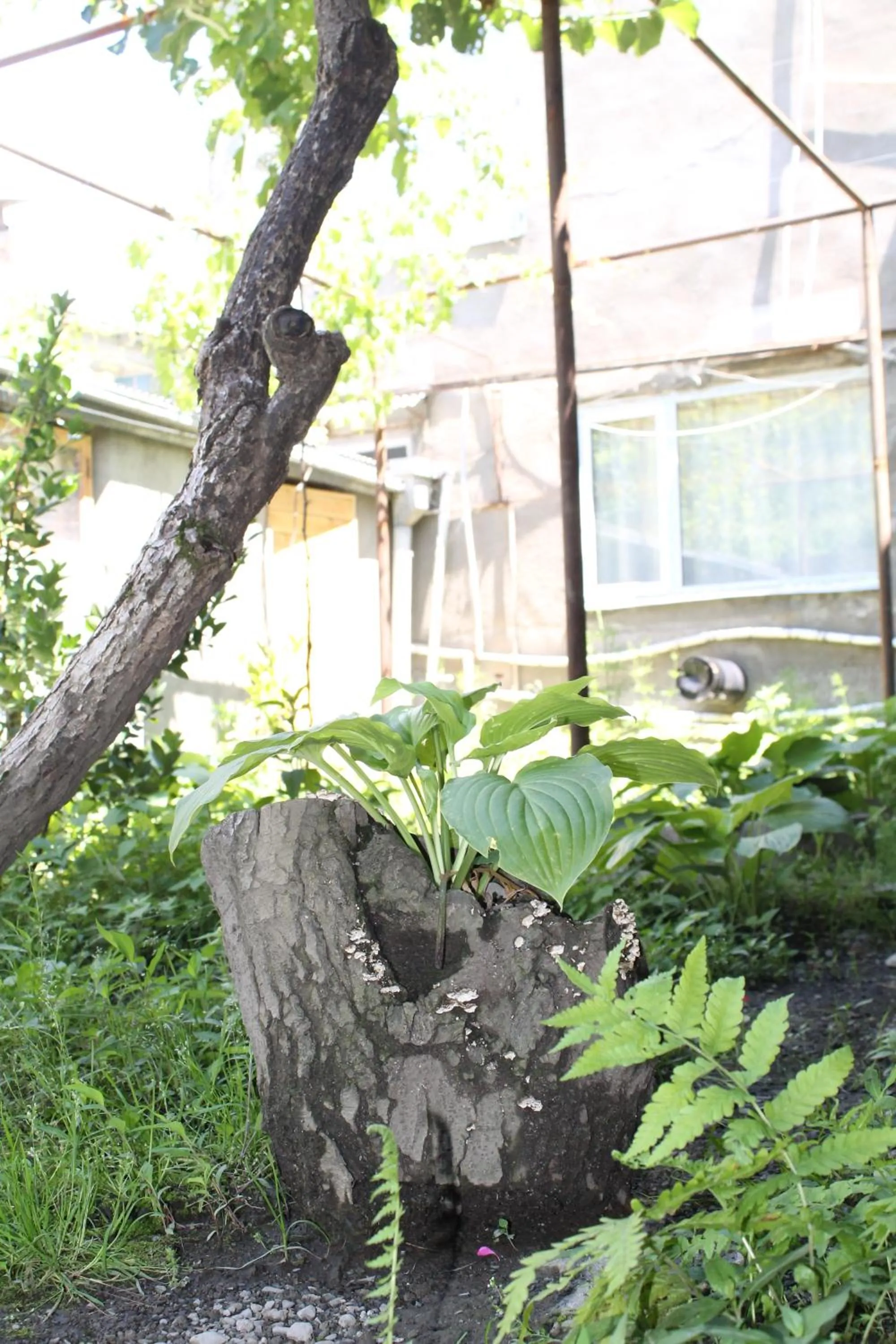 The Kiwi House