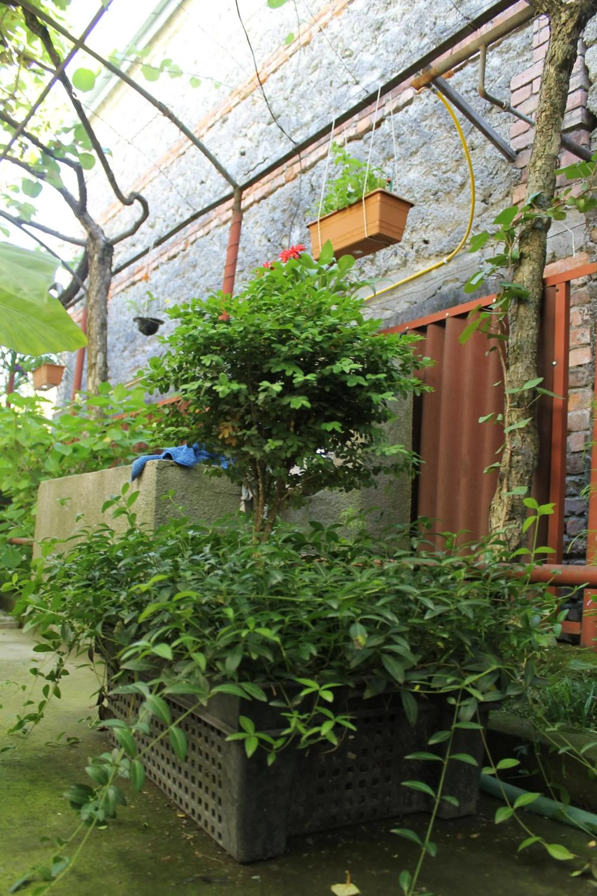 The Kiwi House