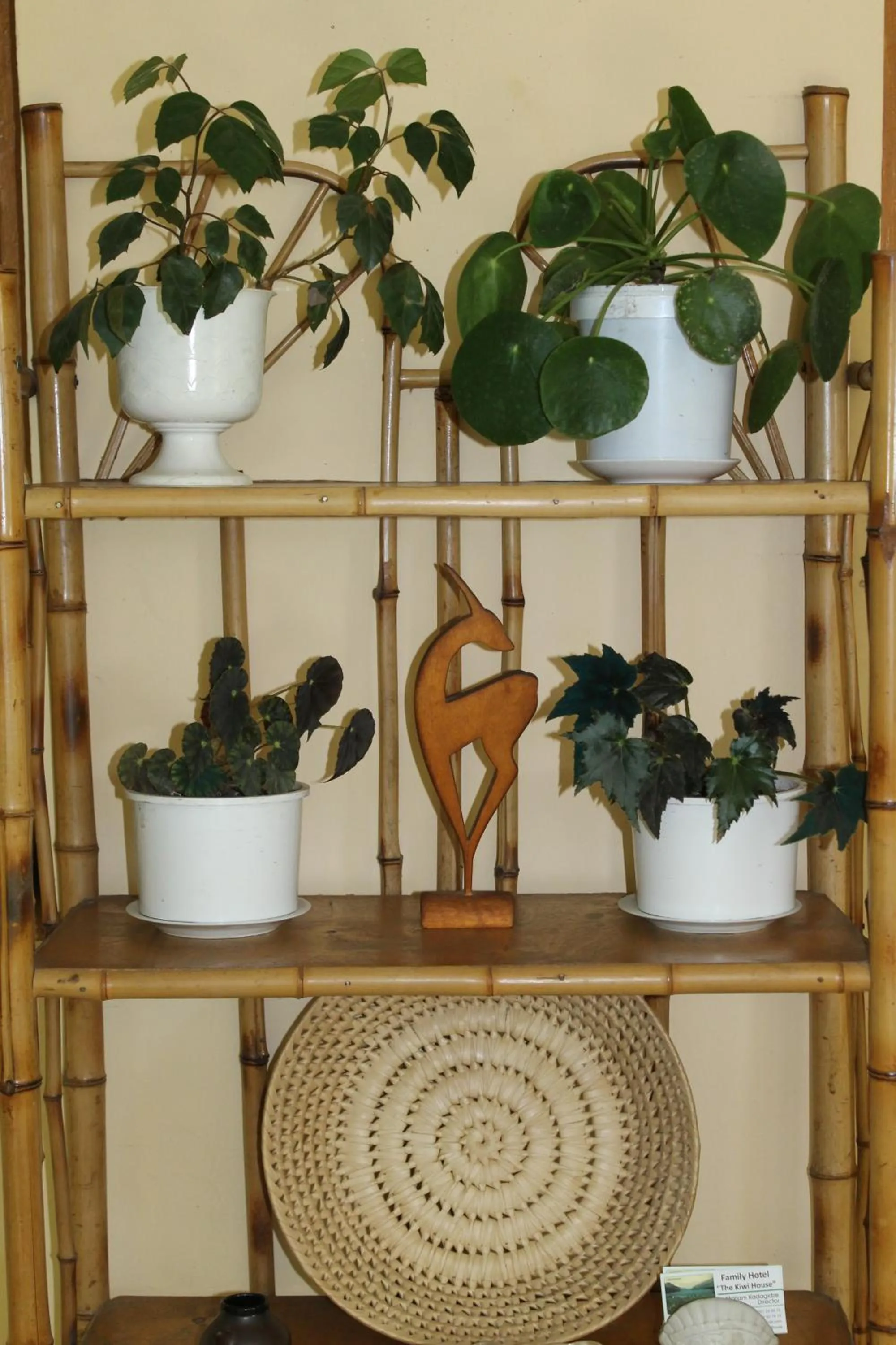 The Kiwi House