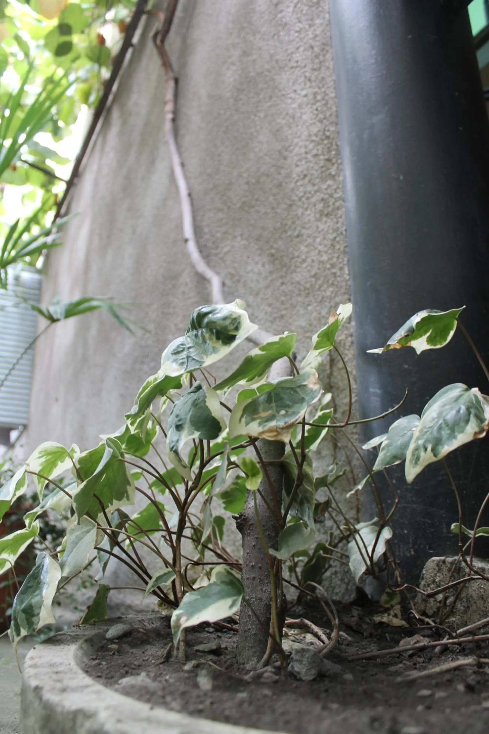 Property building in The Kiwi House
