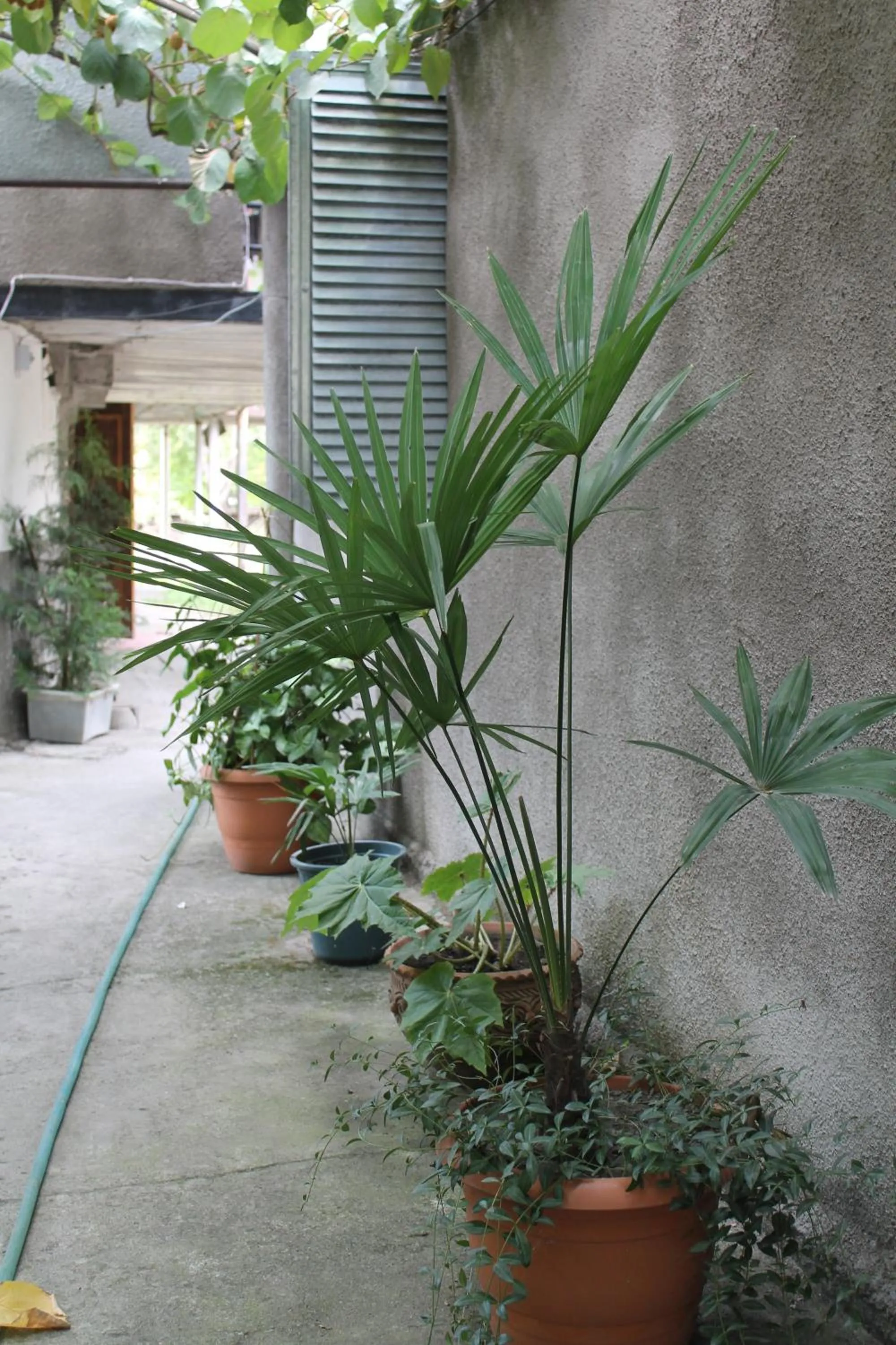 Property building in The Kiwi House