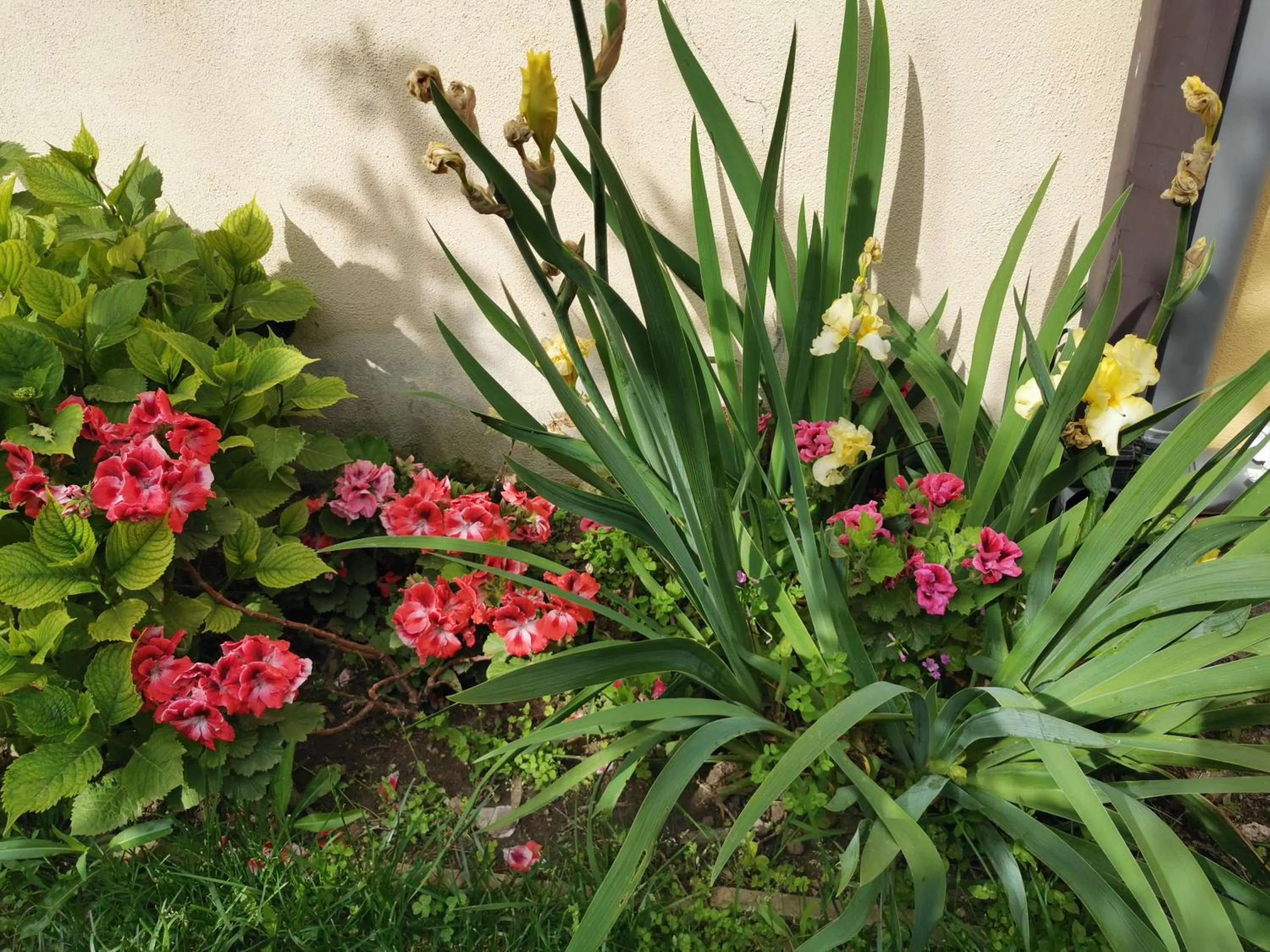 Garden in Affittacamere Alisso