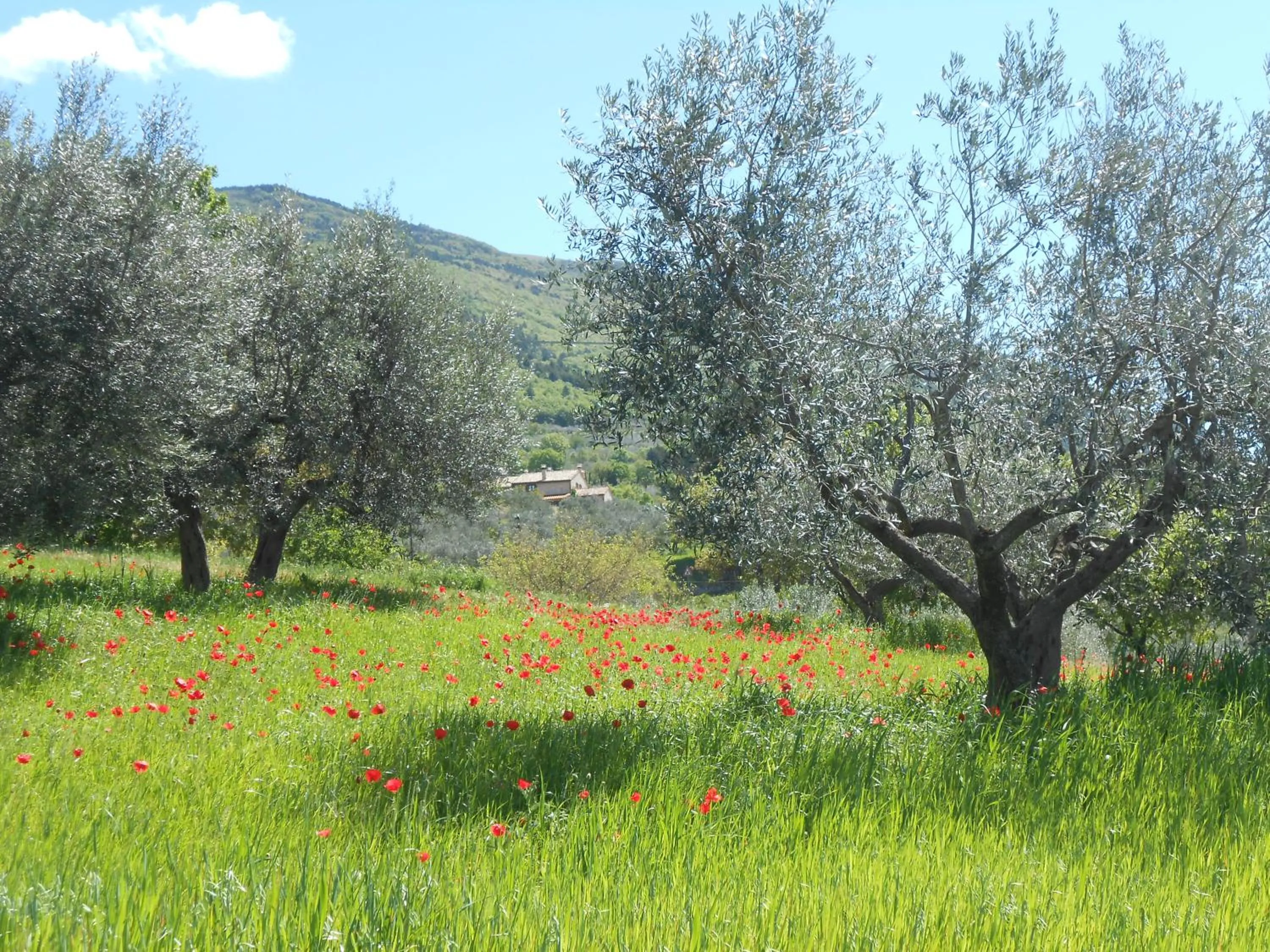 B&B Il Sentiero di Assisi