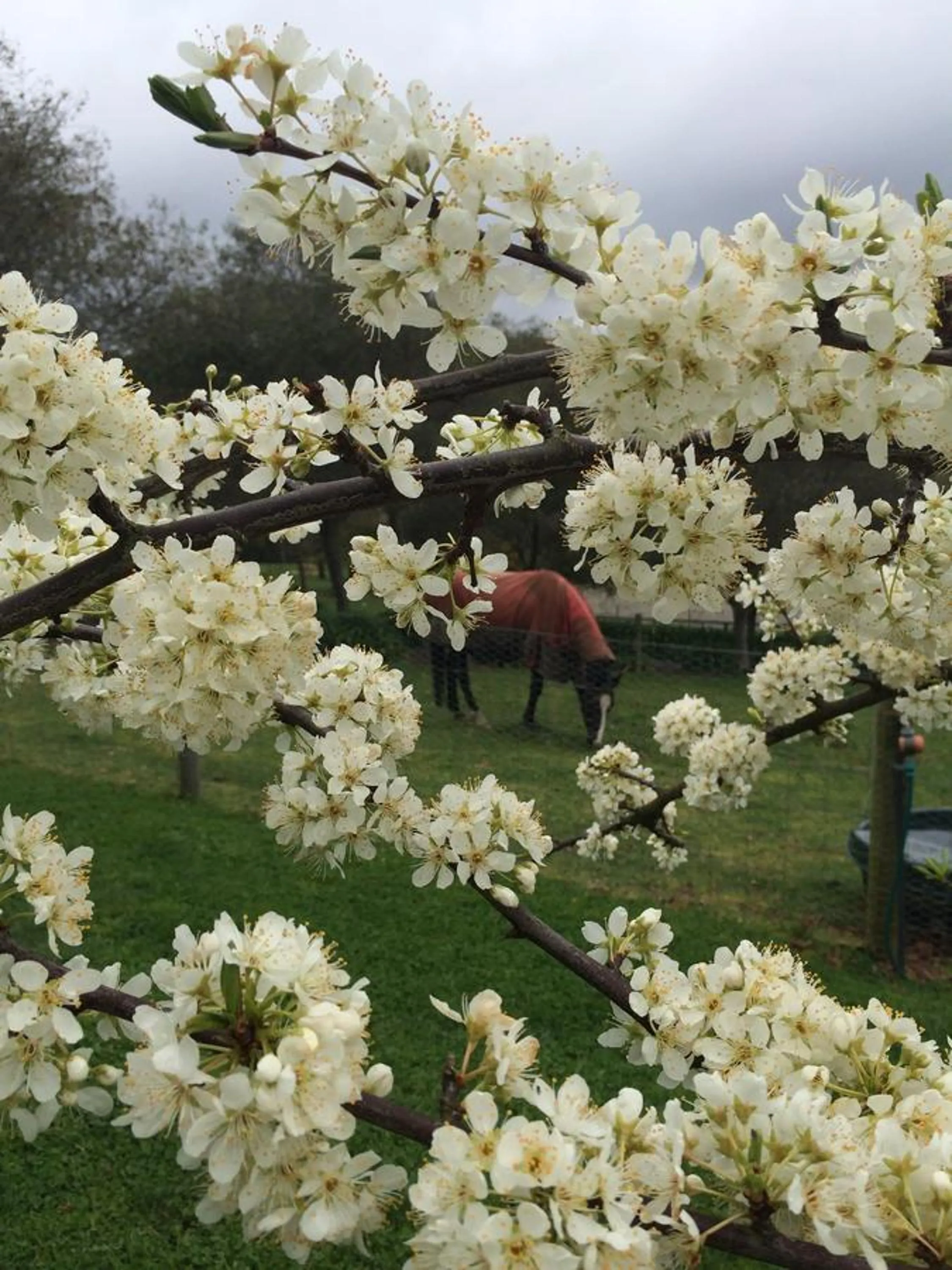 Garden in Emerald Ridge