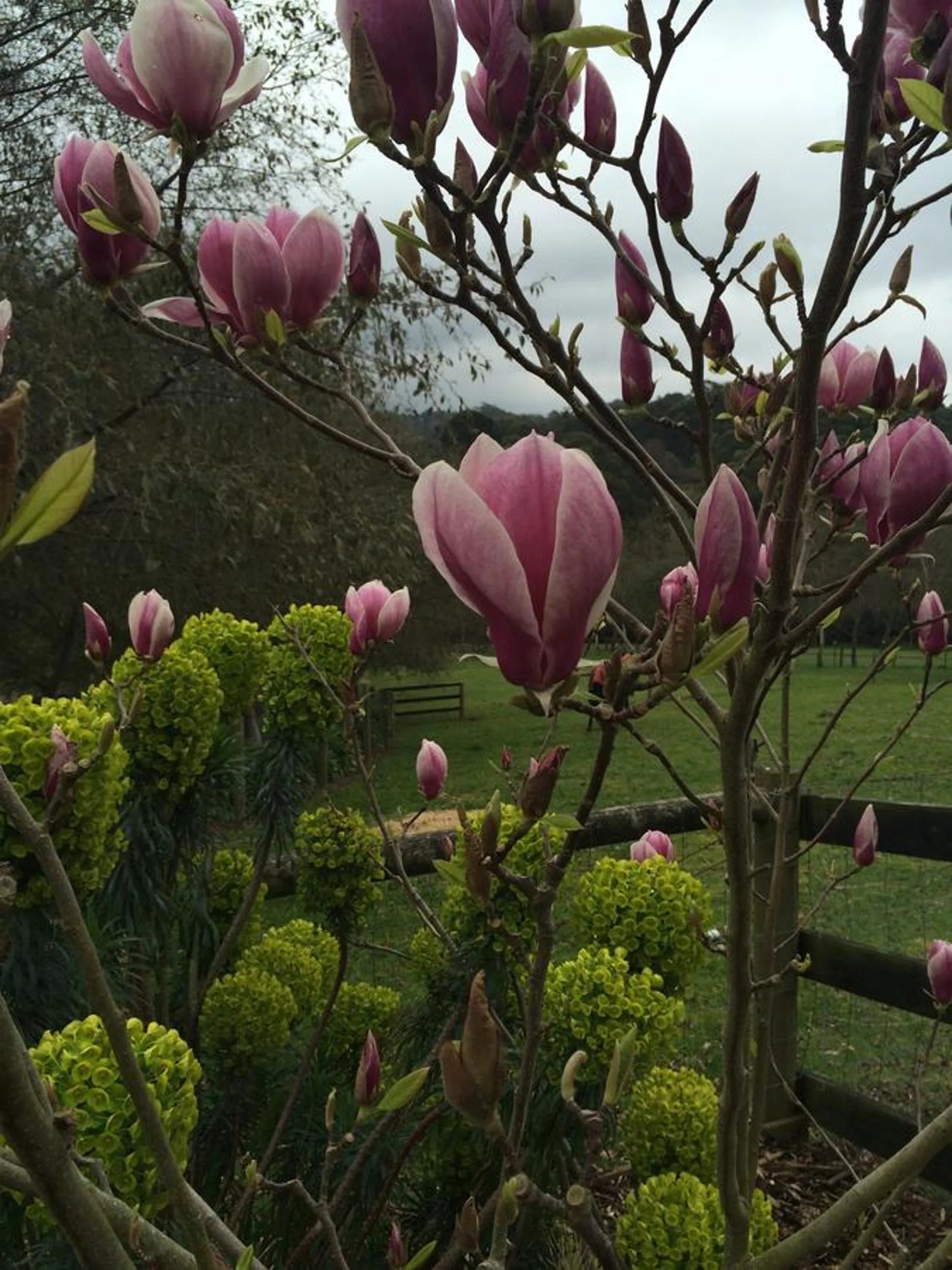 Garden in Emerald Ridge