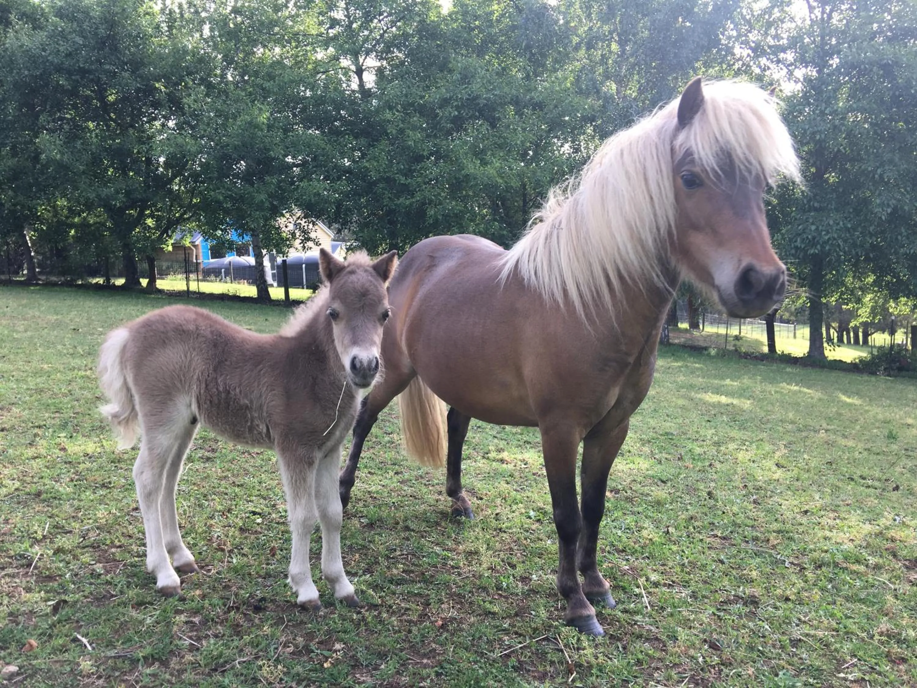 Pets in Emerald Ridge