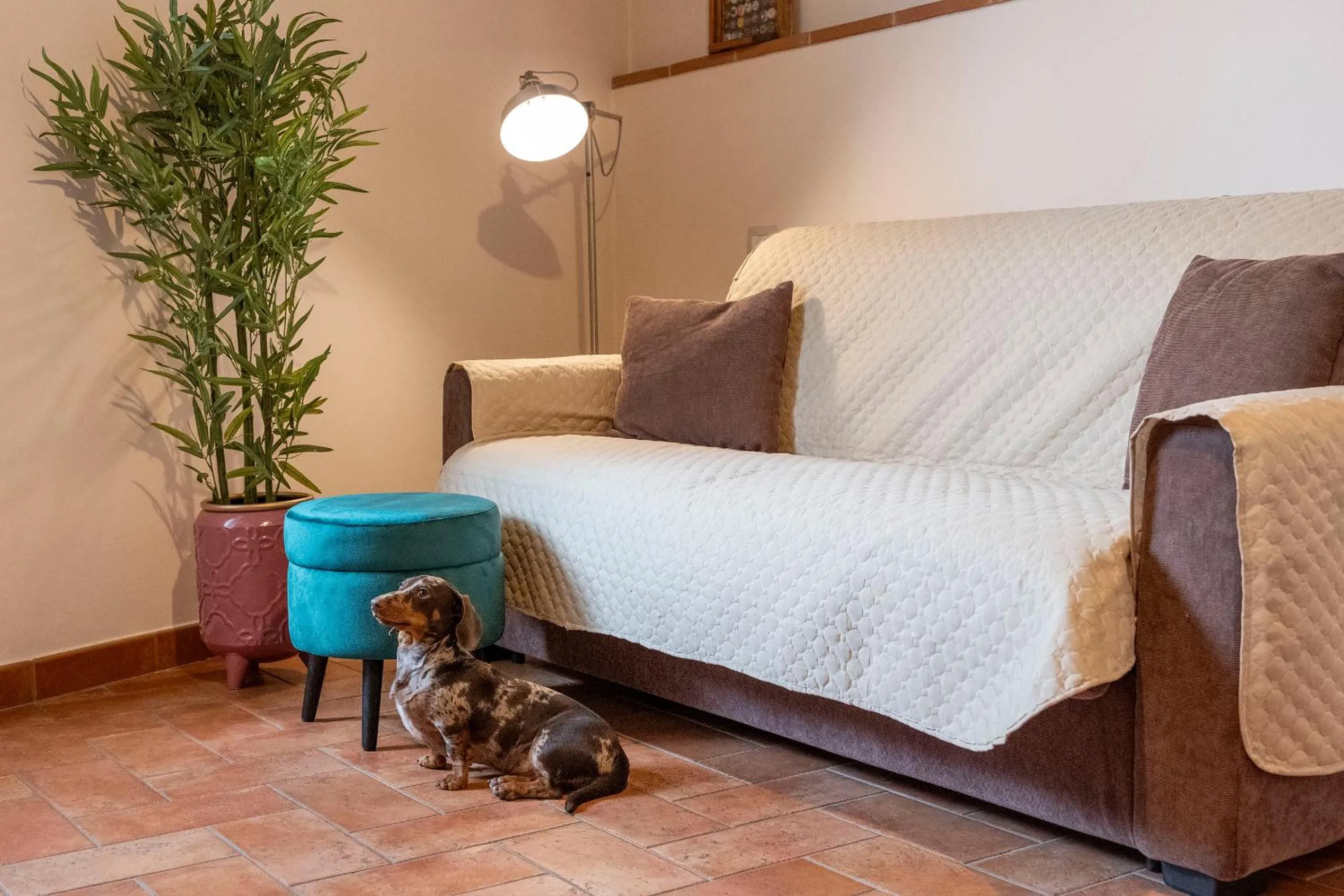 Animals, Bed in La Finestra d'Arezzo
