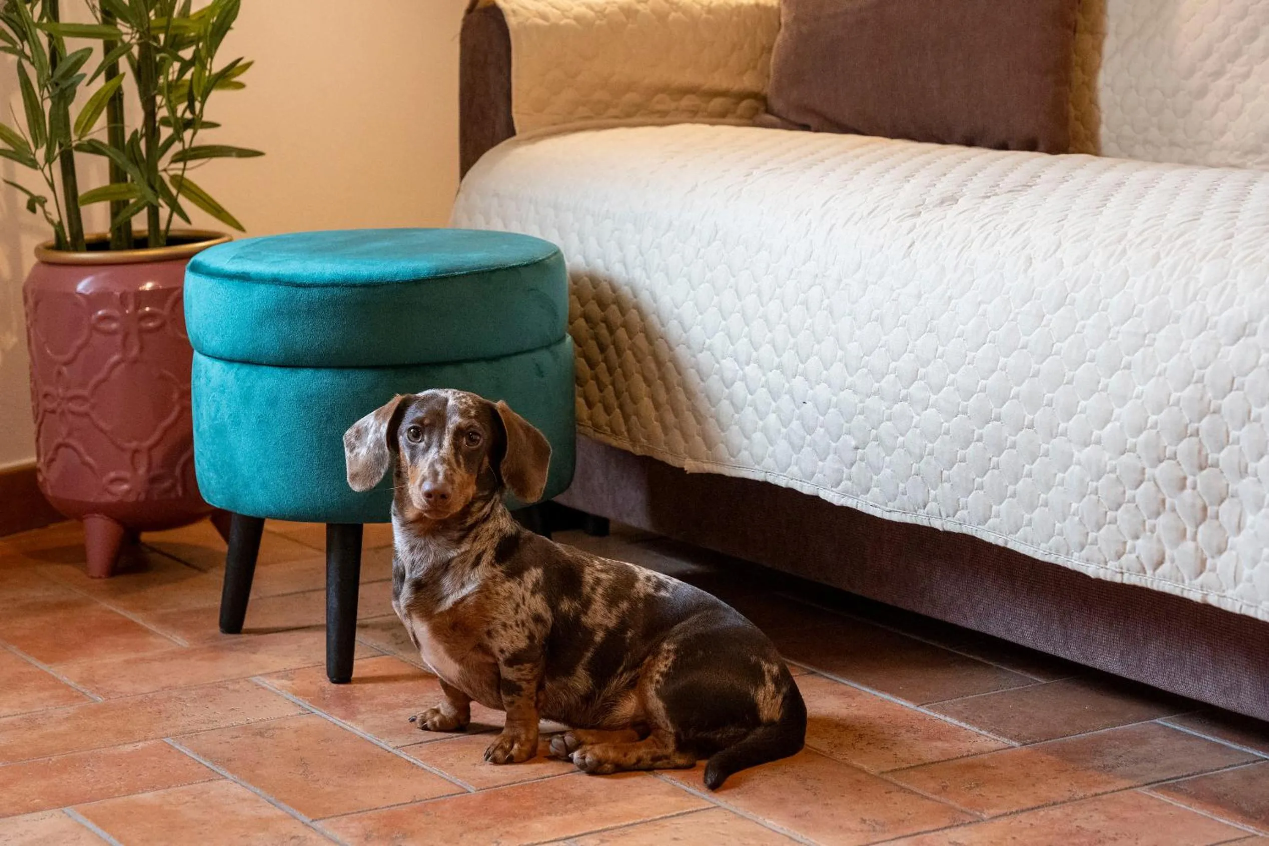 Pets, Bed in La Finestra d'Arezzo