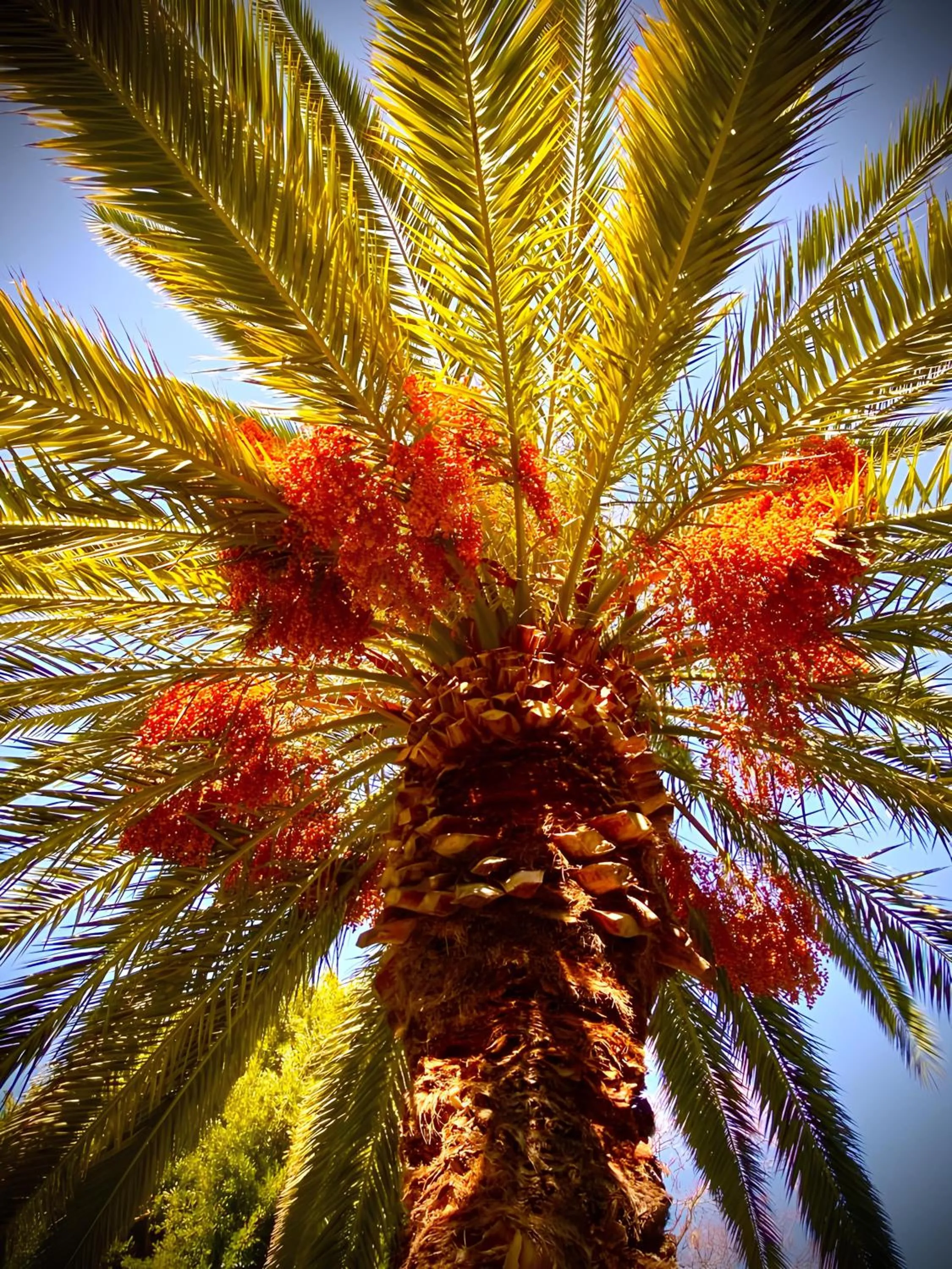 Patara Prince Hotel & Resort - Special Category