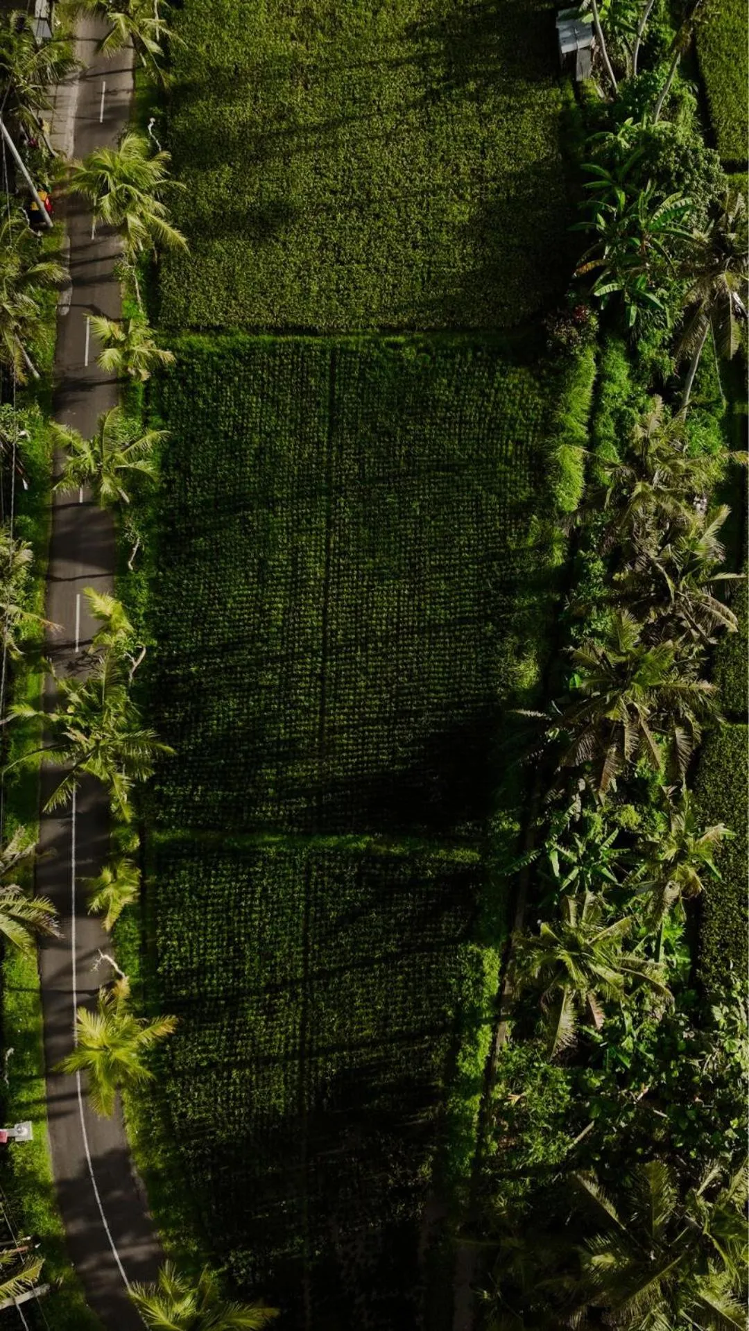 View (from property/room) in Adiwana Unagi Riverfront