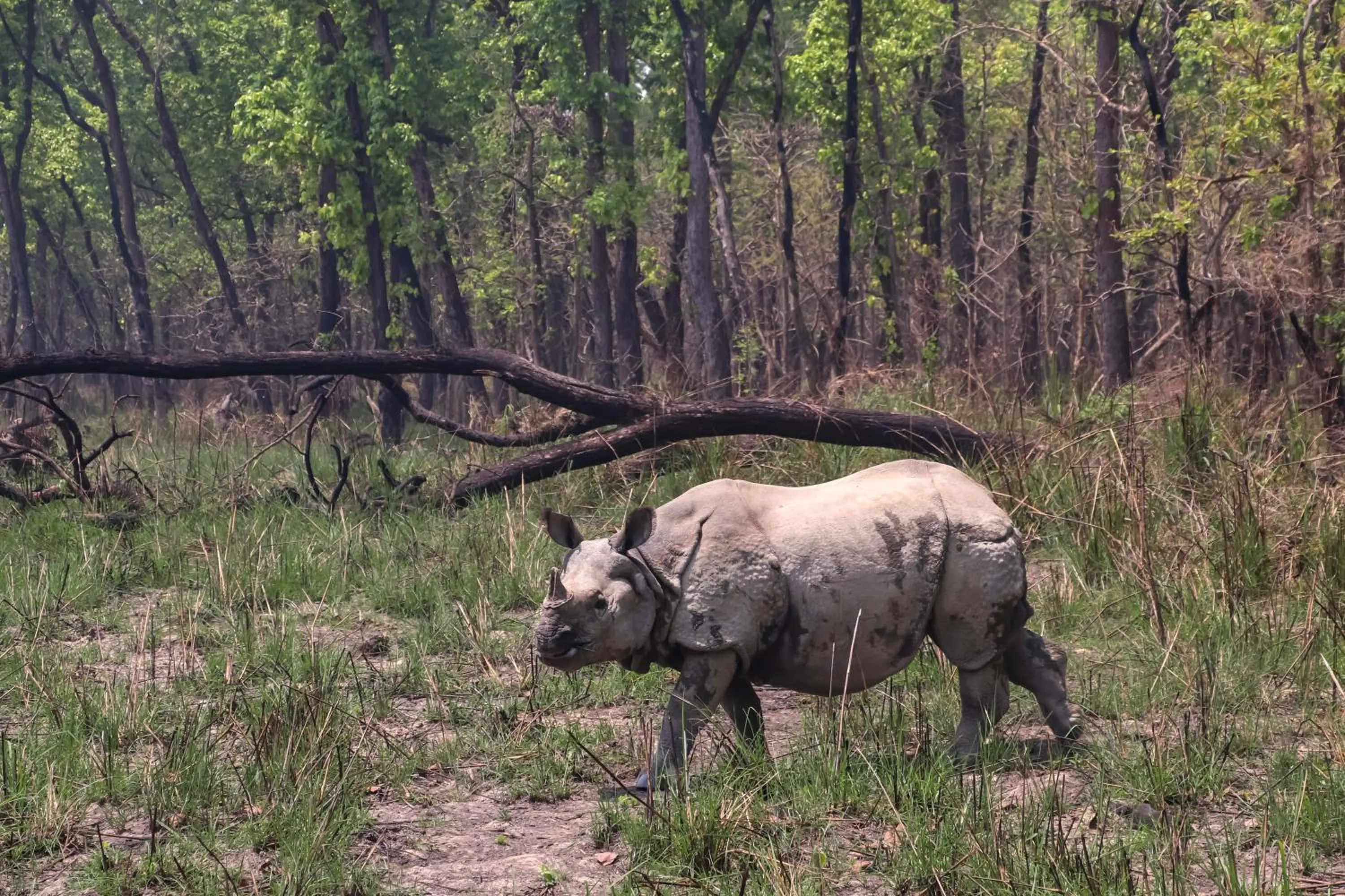 Activities in Hotel Yatra Sauraha Pvt Ltd