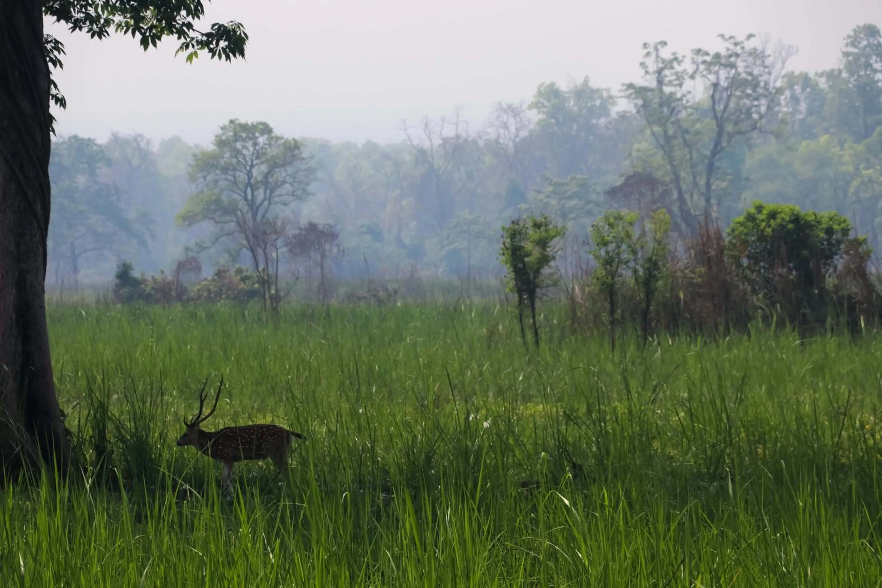 Activities in Hotel Yatra Sauraha Pvt Ltd