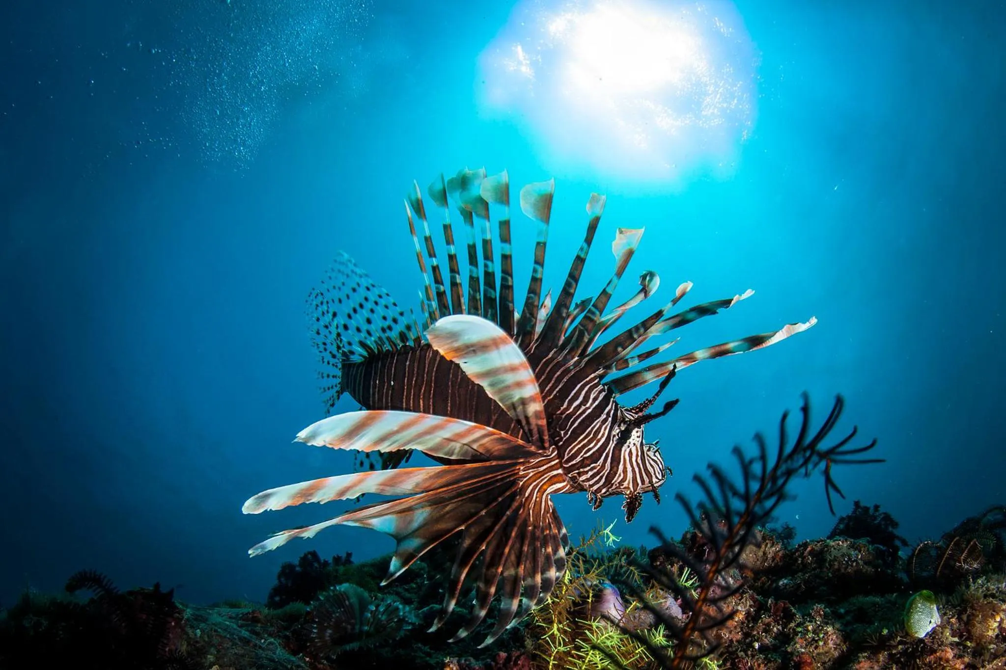 Activities in Bubu Homestay Tulamben