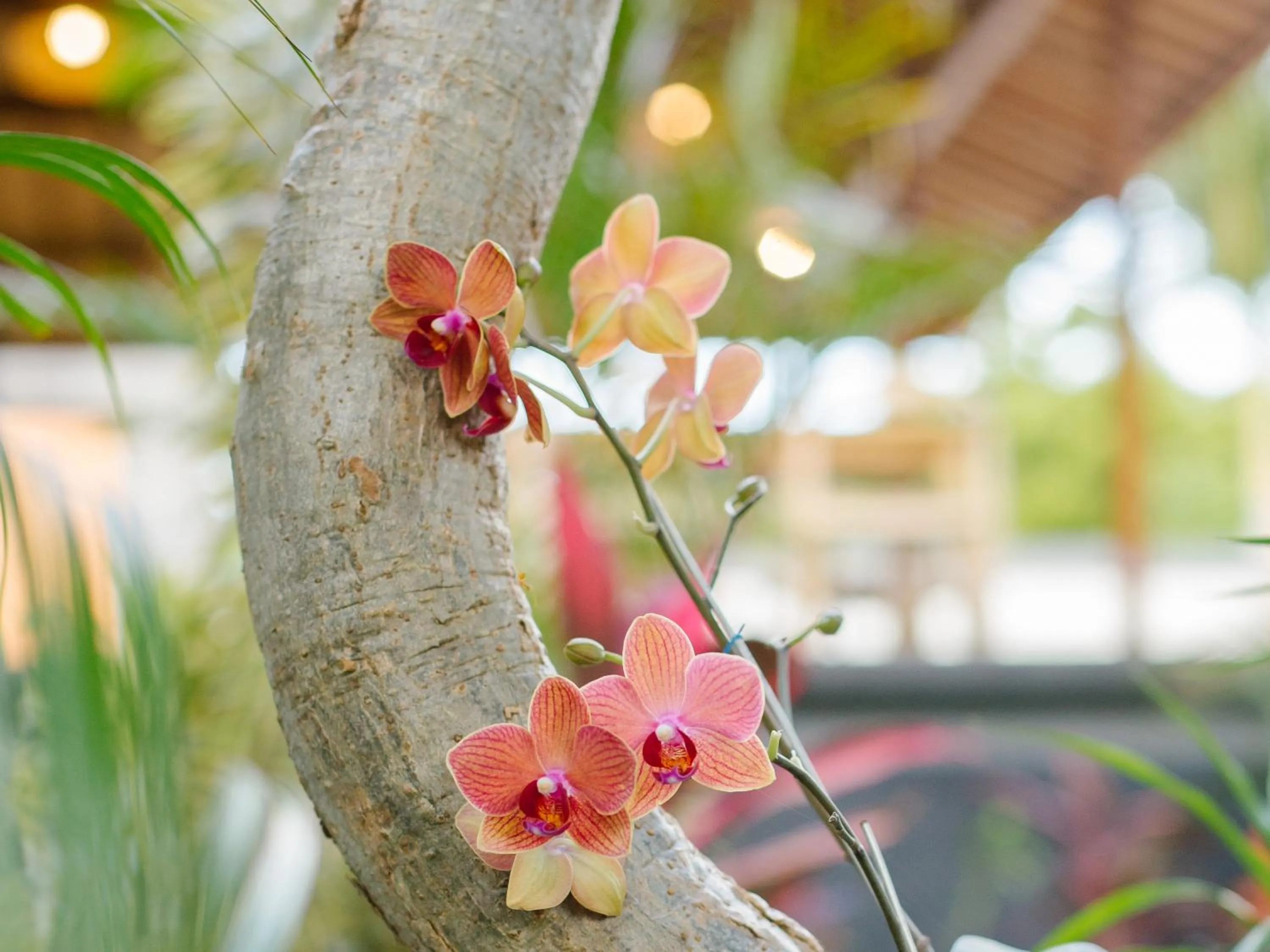 Garden in Bubu Homestay Tulamben