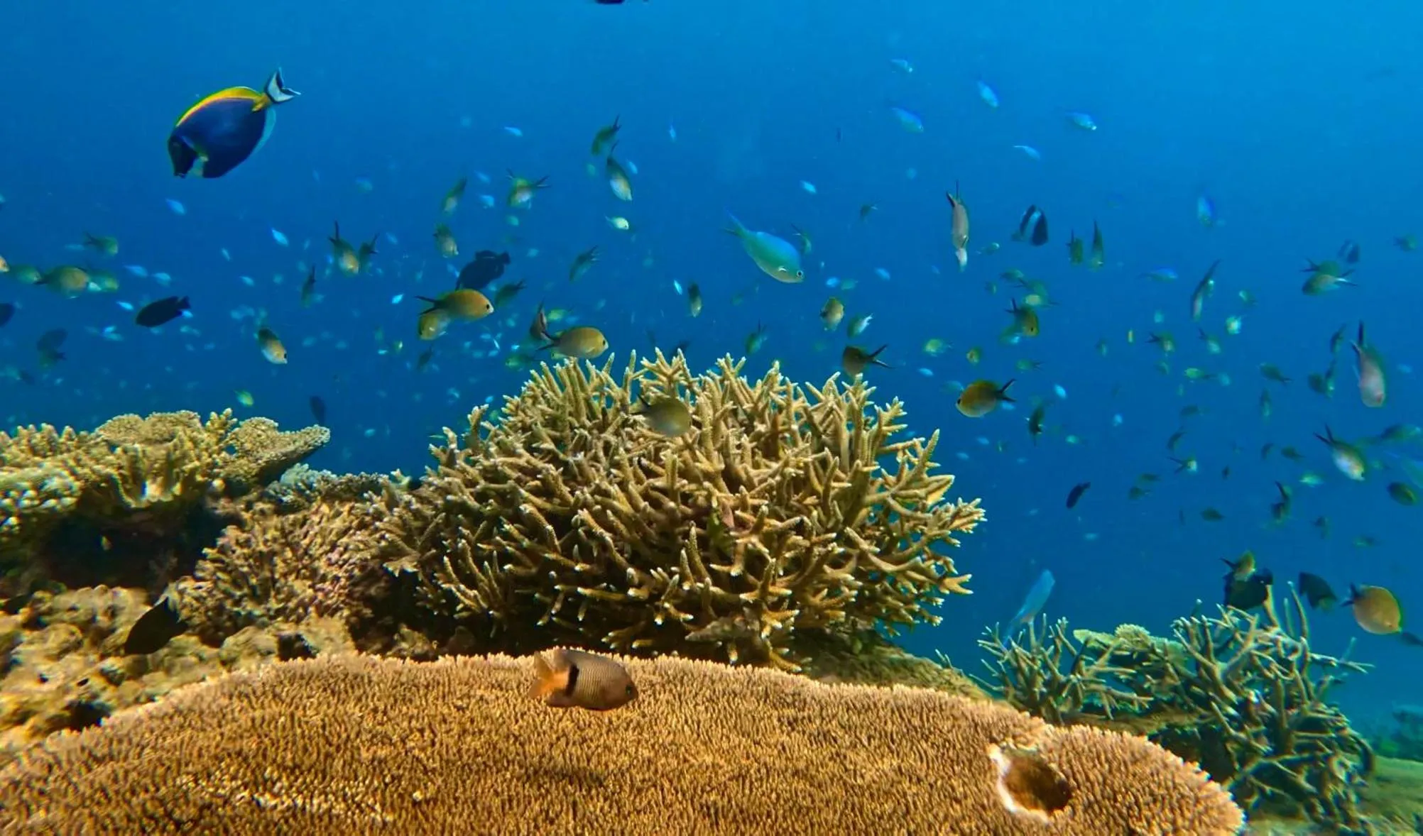 Activities in Avyanna Gulhi Beach Hotel