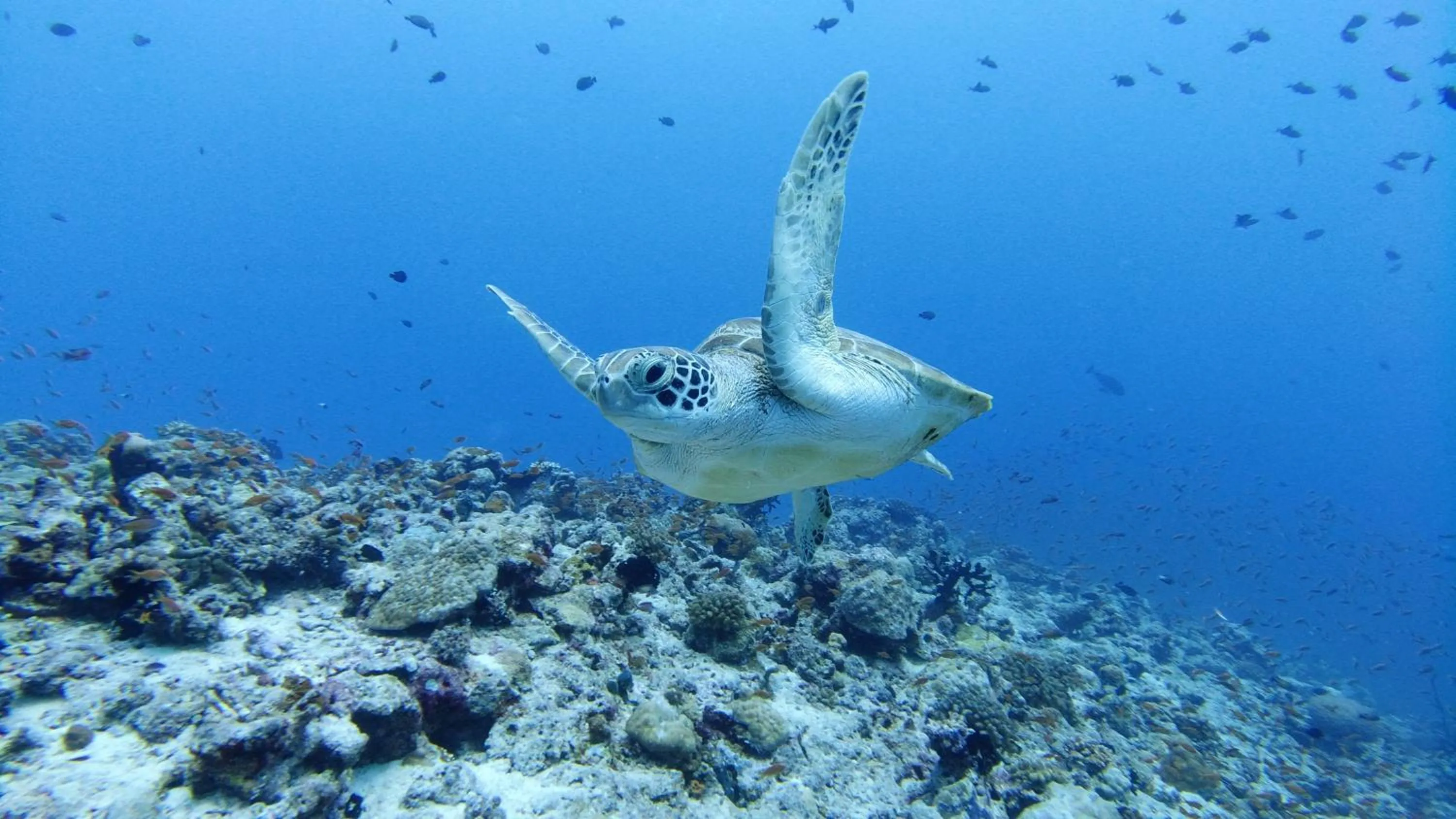 Activities in Palm Residence