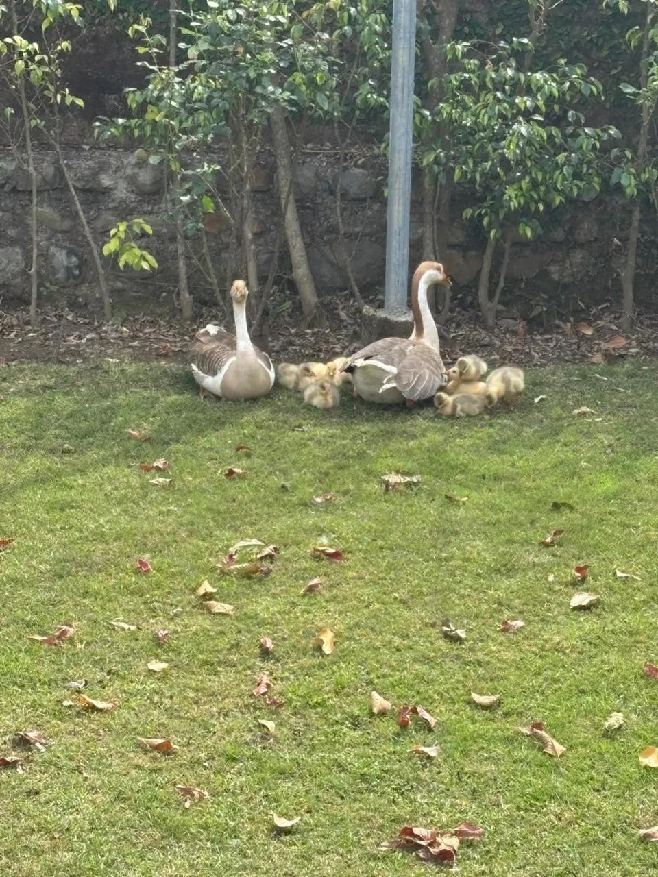 Garden in The Nature View Resort by Ohana