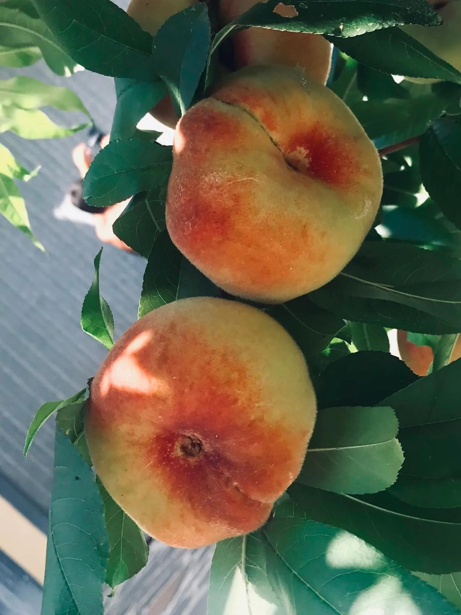 Facade/entrance in B&B Corte sul Naviglio CIN I T 0 1 5 0 7 0 C 1 3 X U I L Q C V