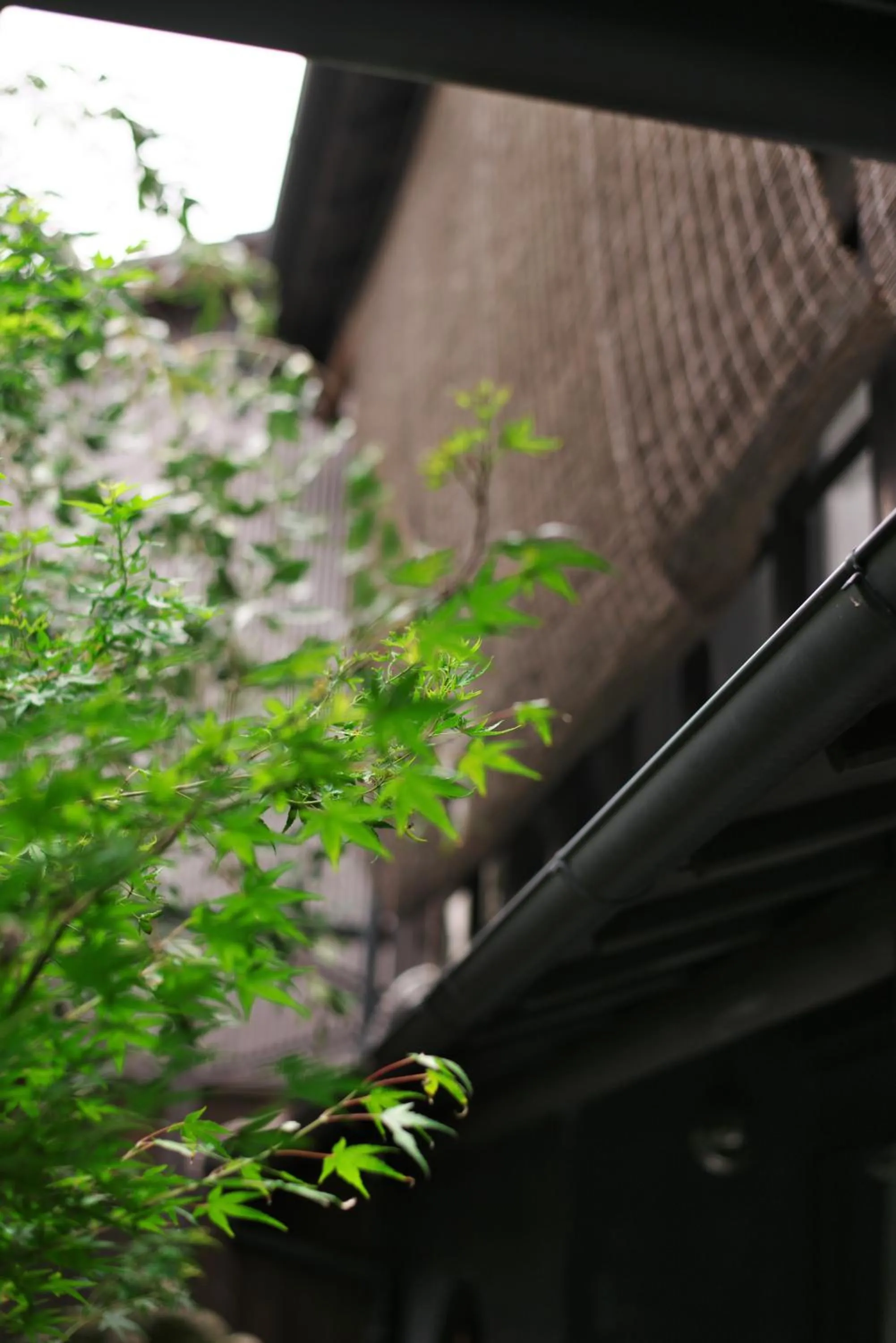 Garden view in Takeya Kitano Honkan