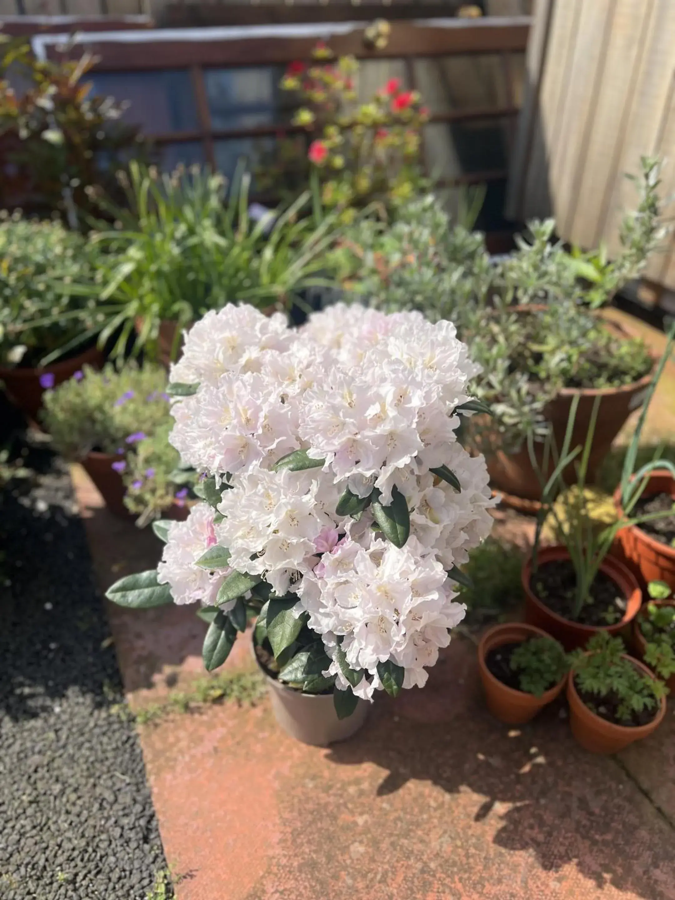 Garden in Springfield guest house Garden in Springfield guest house
