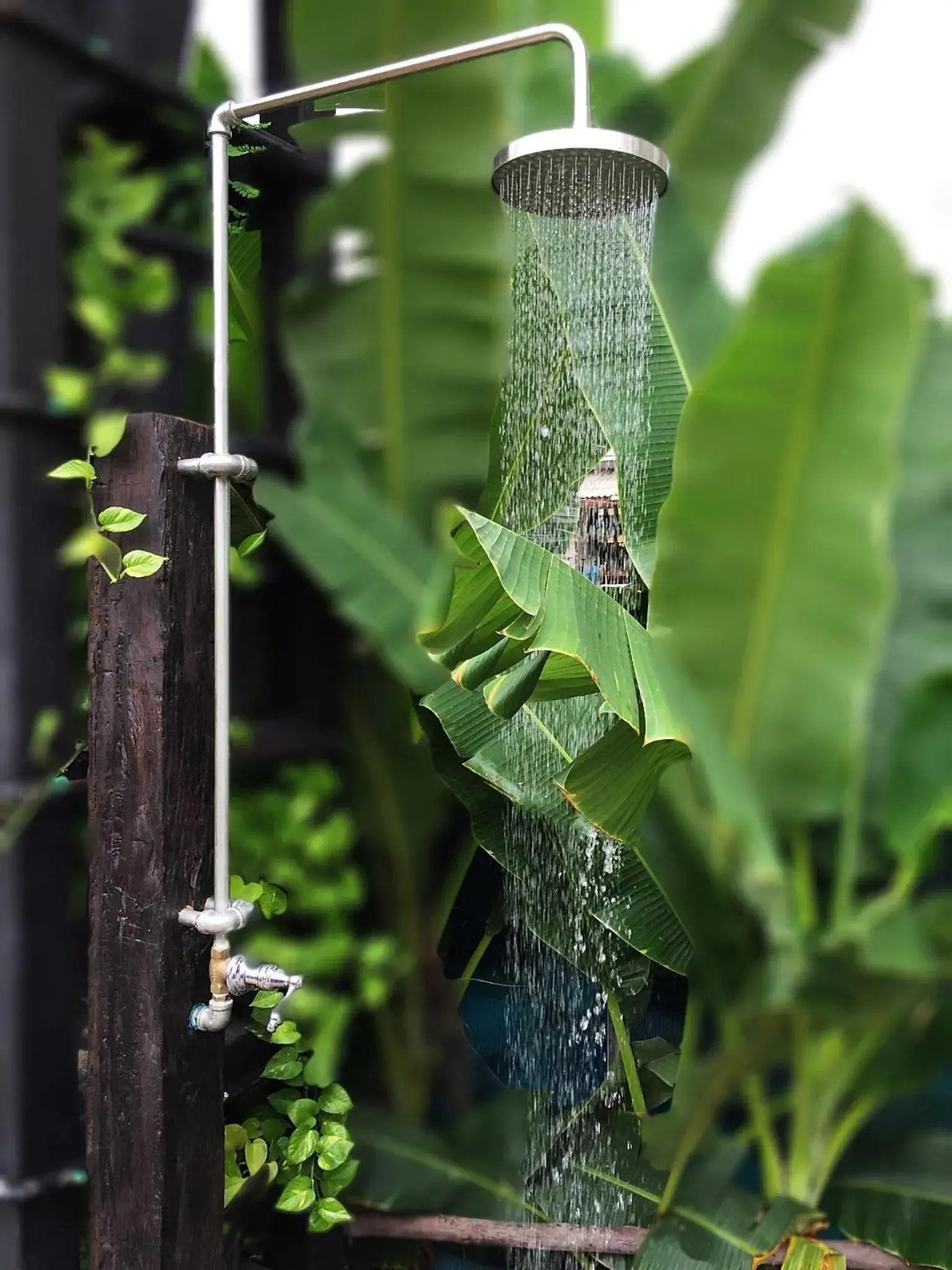 Swimming pool in Baan Saen Fang Chiang Mai Swimming pool in Baan Saen Fang Chiang Mai