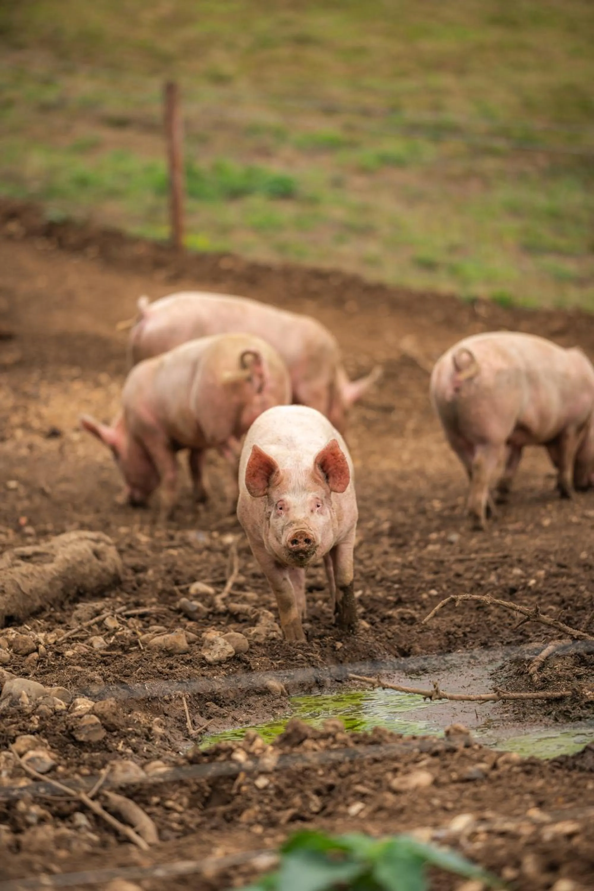 Animals in Tewinbury Farm Hotel