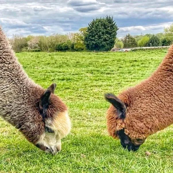 Animals in Tewinbury Farm Hotel