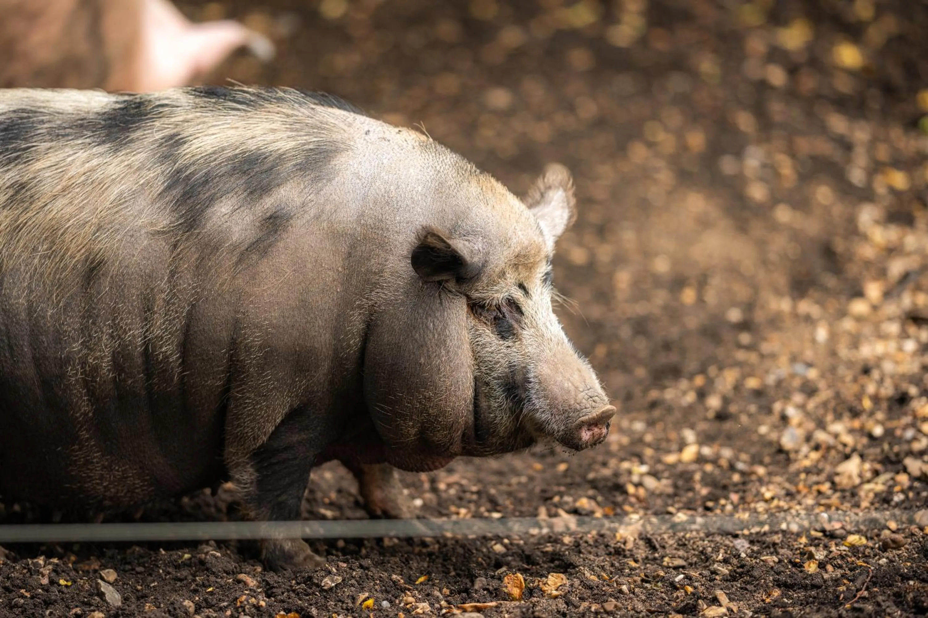 Animals in Tewinbury Farm Hotel