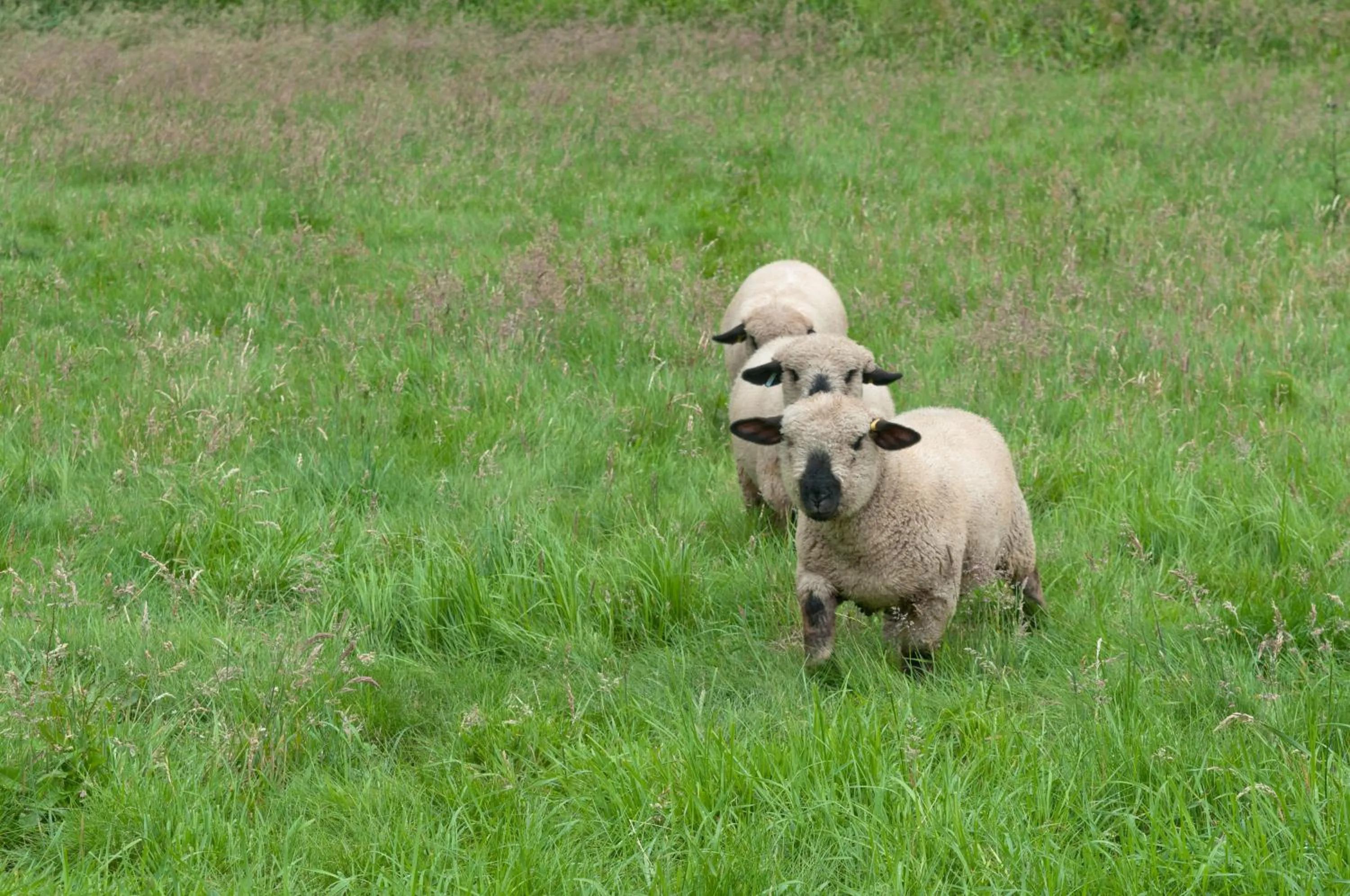 Animals in Tewinbury Farm Hotel