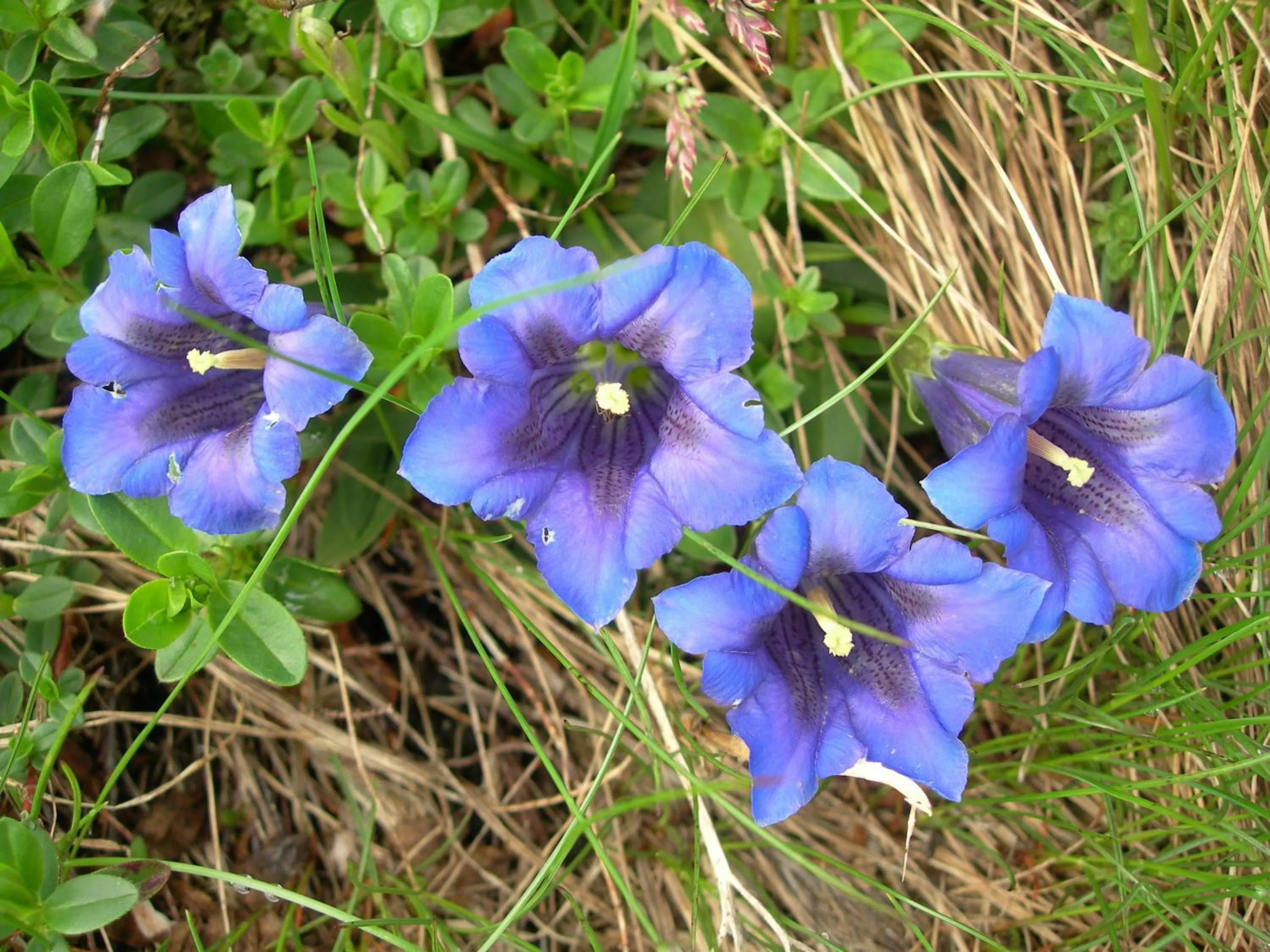 Natural landscape in Lodge am Krippenstein