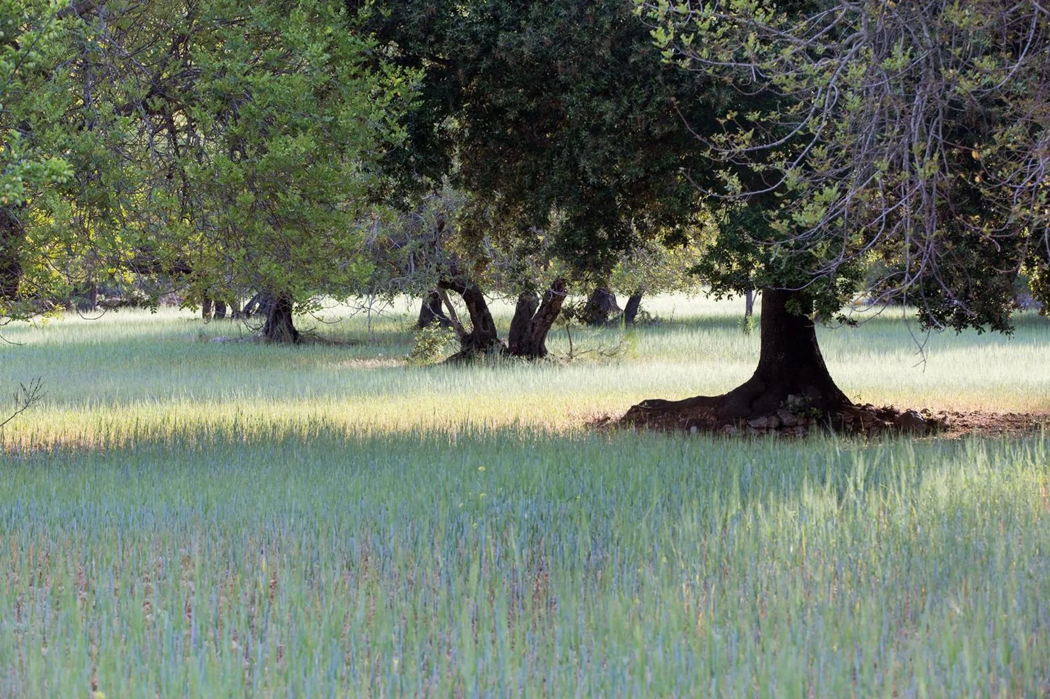 Natural landscape in Ca'n Beneït