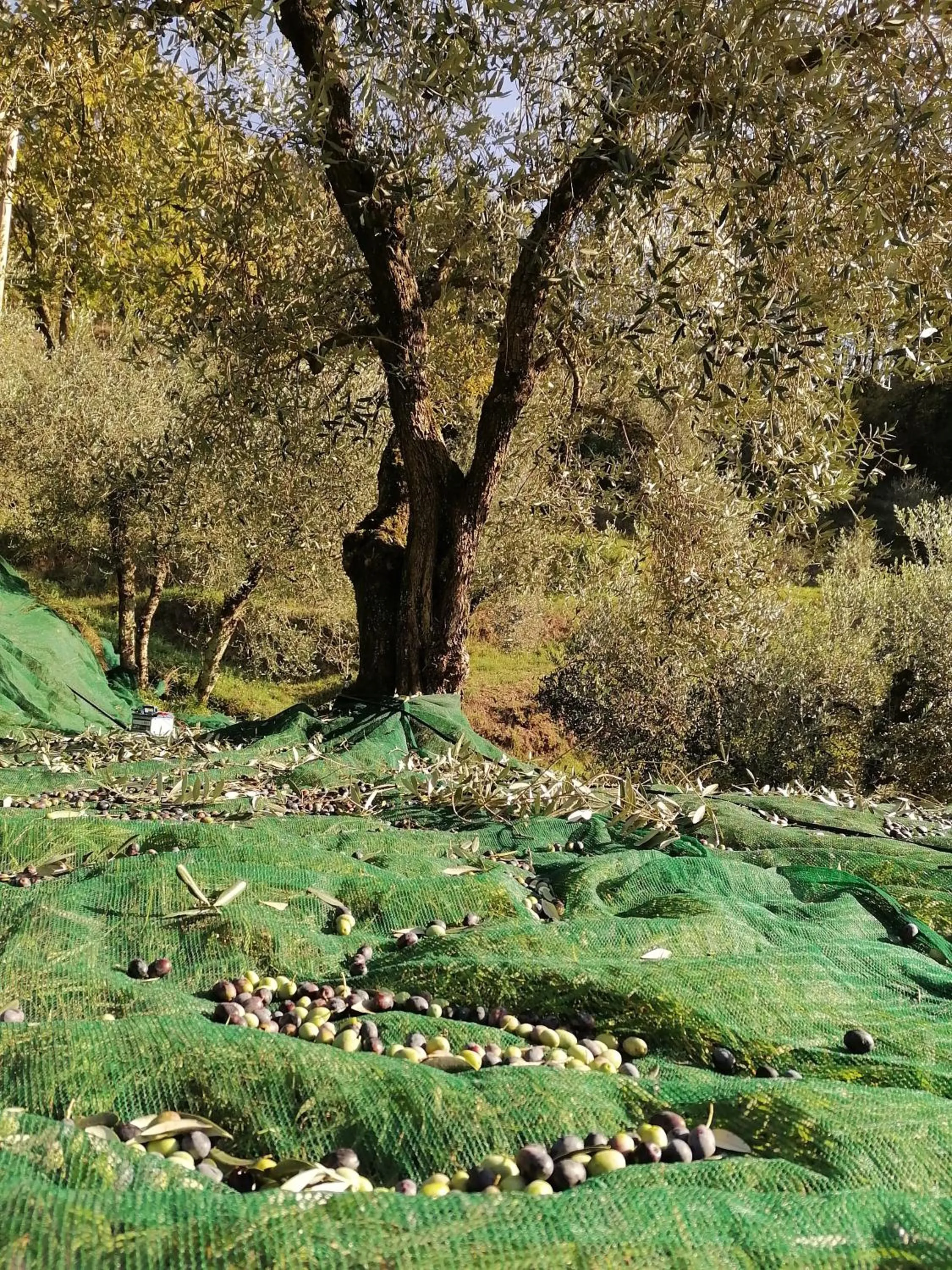 Day in Agriturismo Tananei
