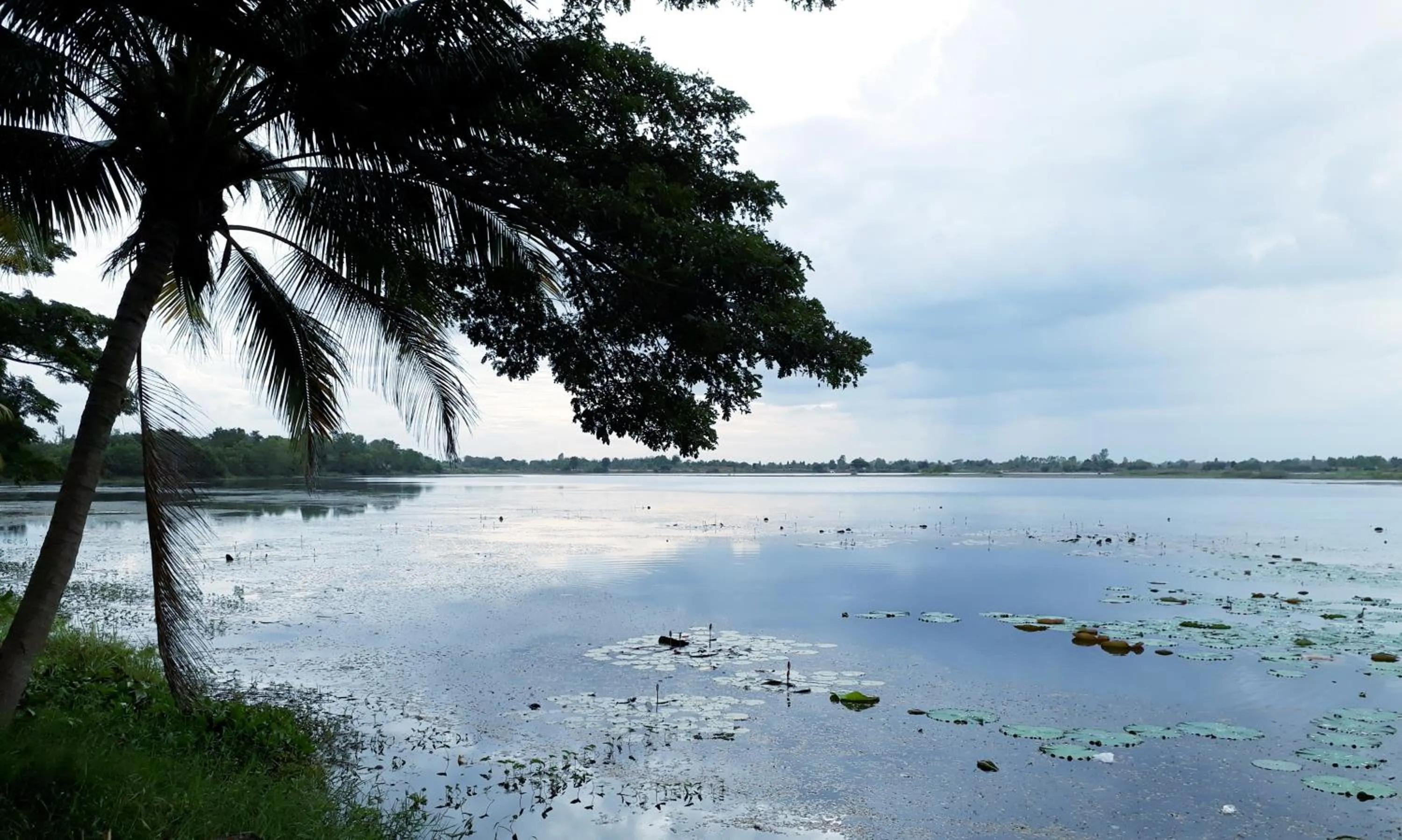 Natural landscape in Coconut Palms