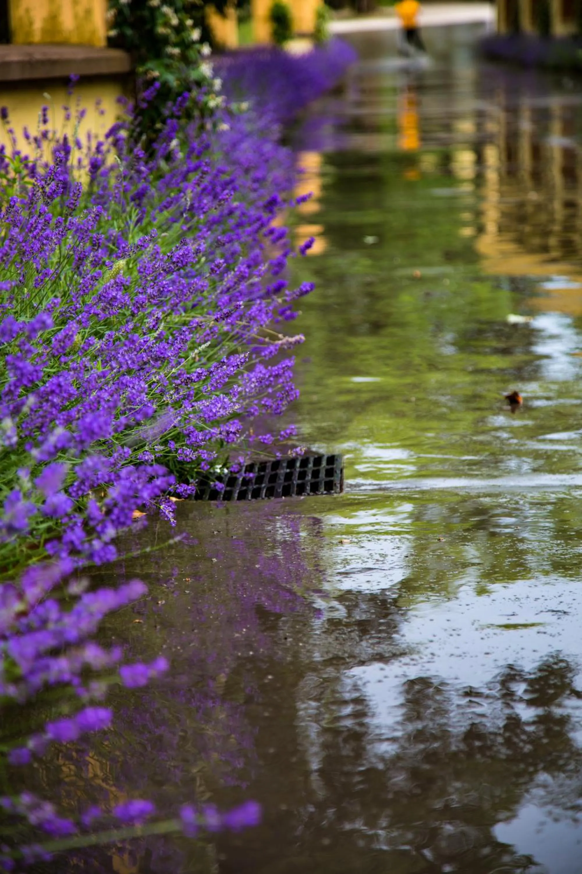Garden view in Elia Hotel