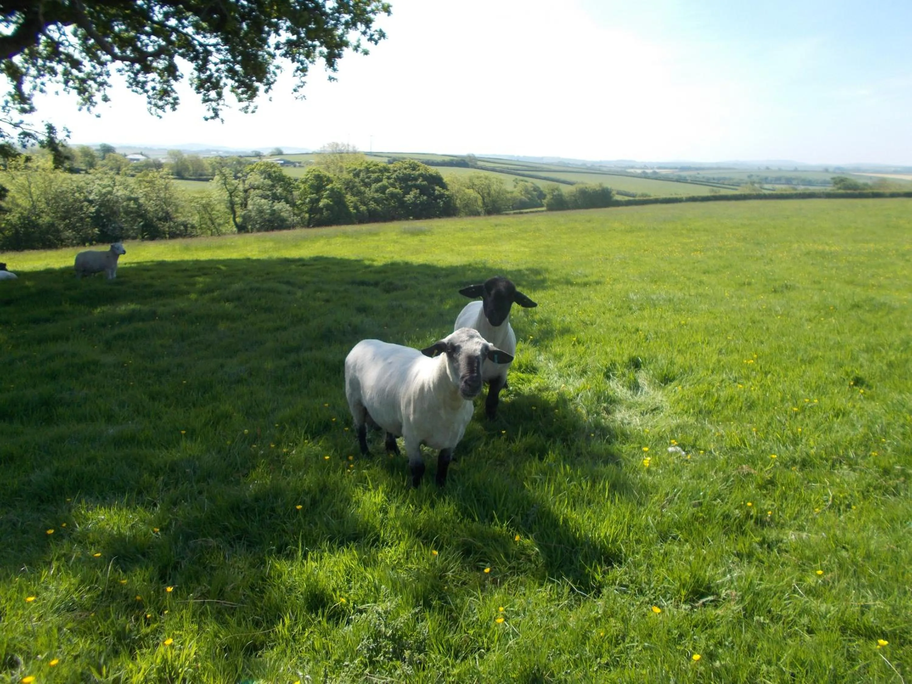 Natural landscape in The Barn At Collacott