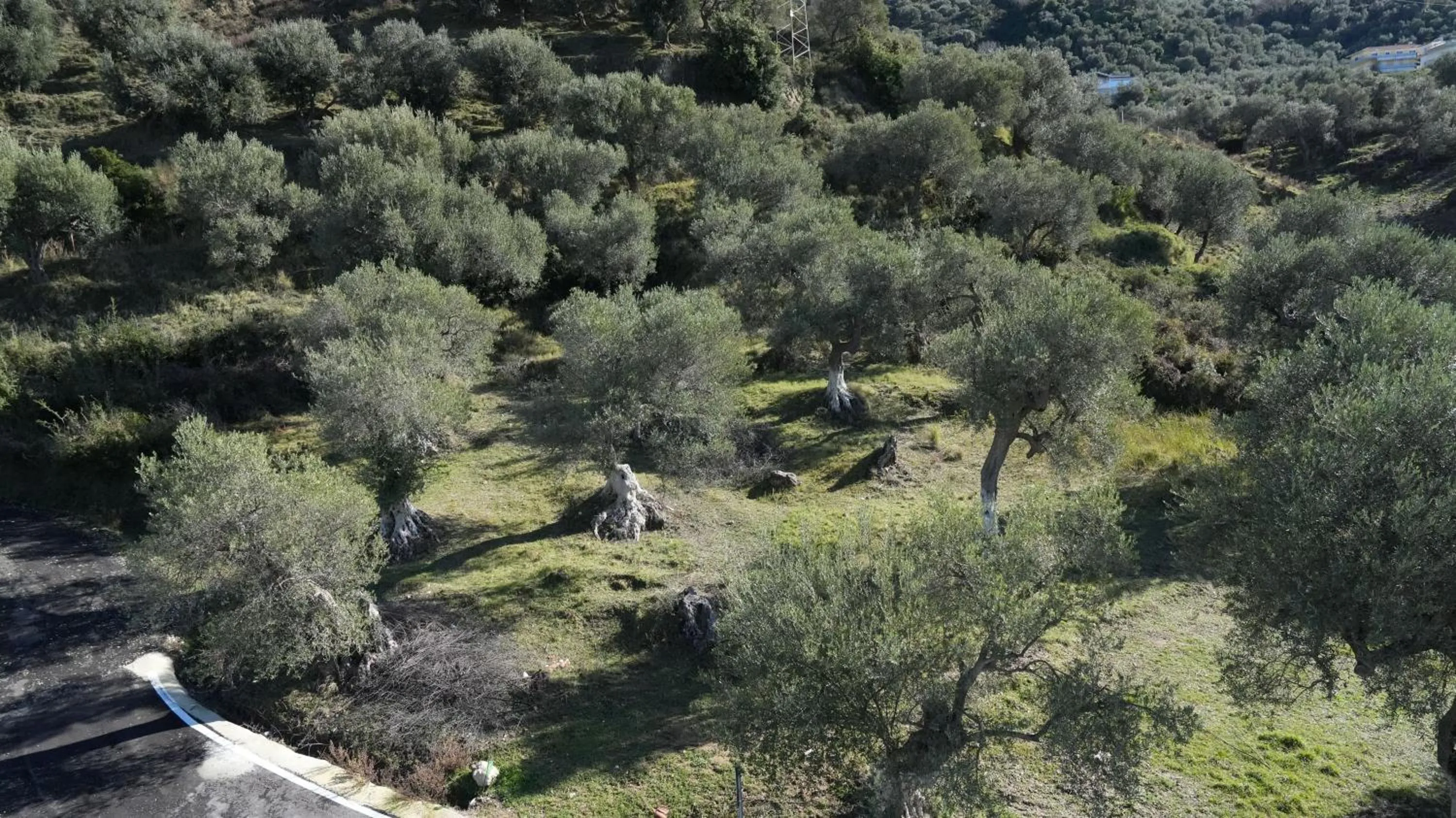 View (from property/room) in Olivet Hotel