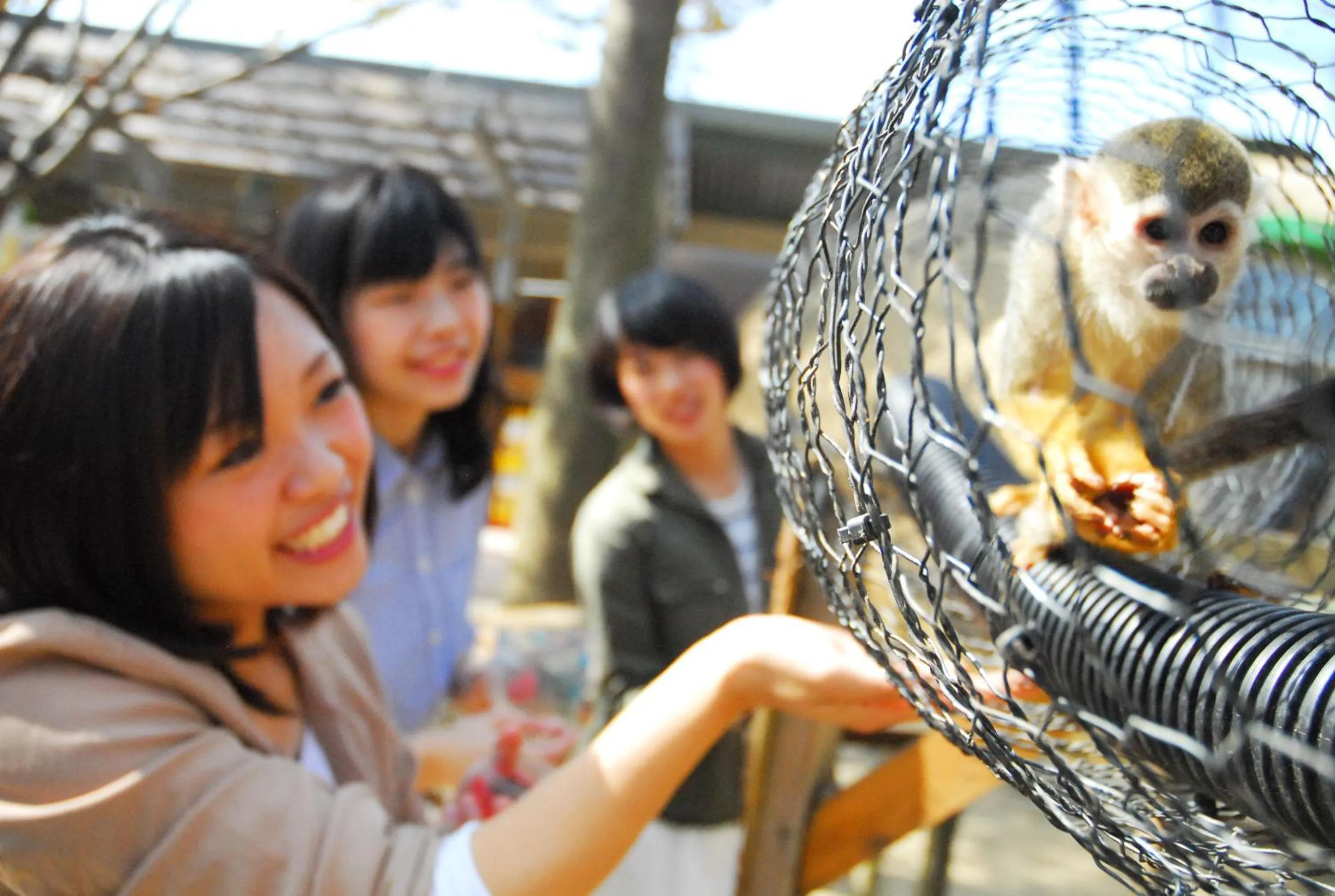 Animals in Aso Farm Land