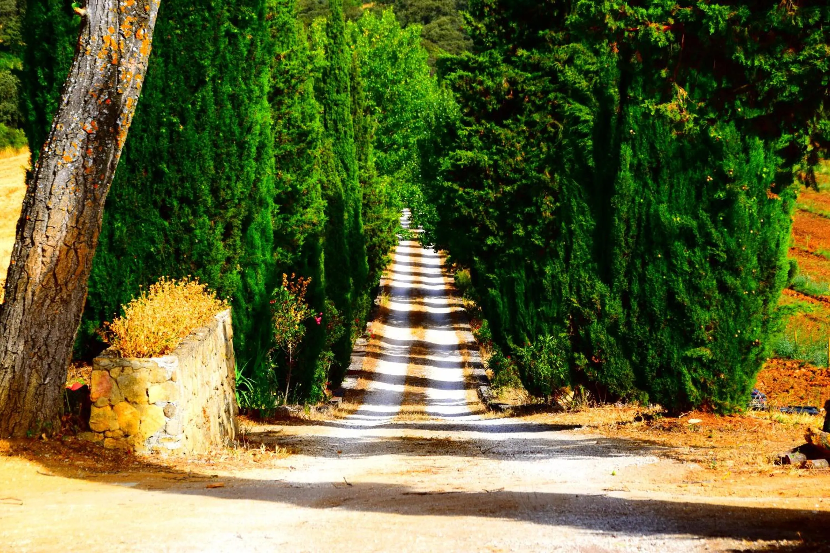 Garden in Villa Casa Alta