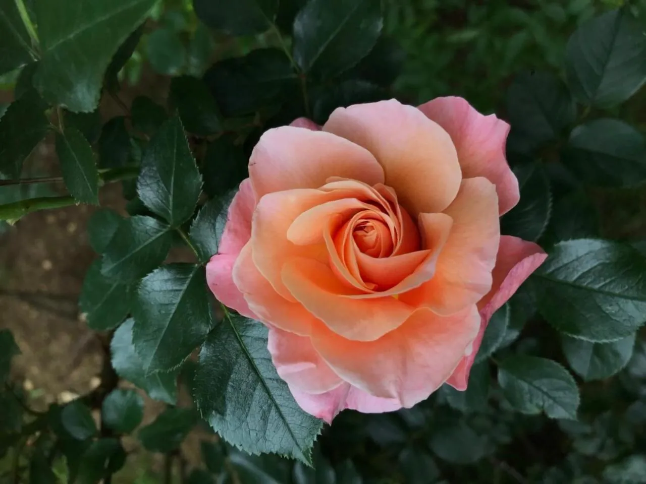 Garden in Apartments Don