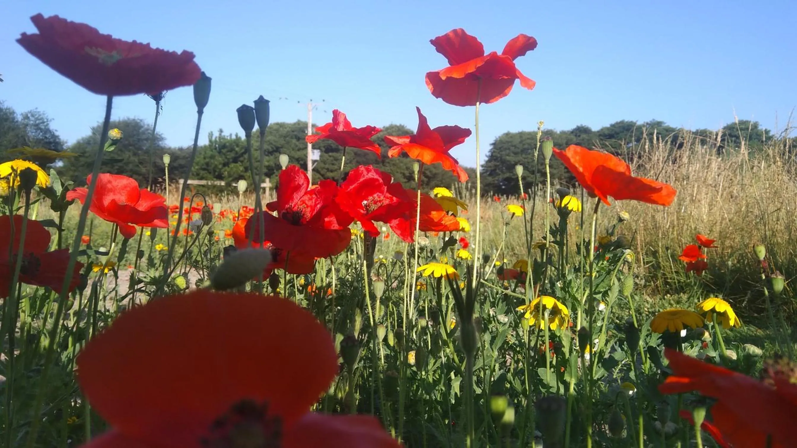 Garden in The Gallery Lodges