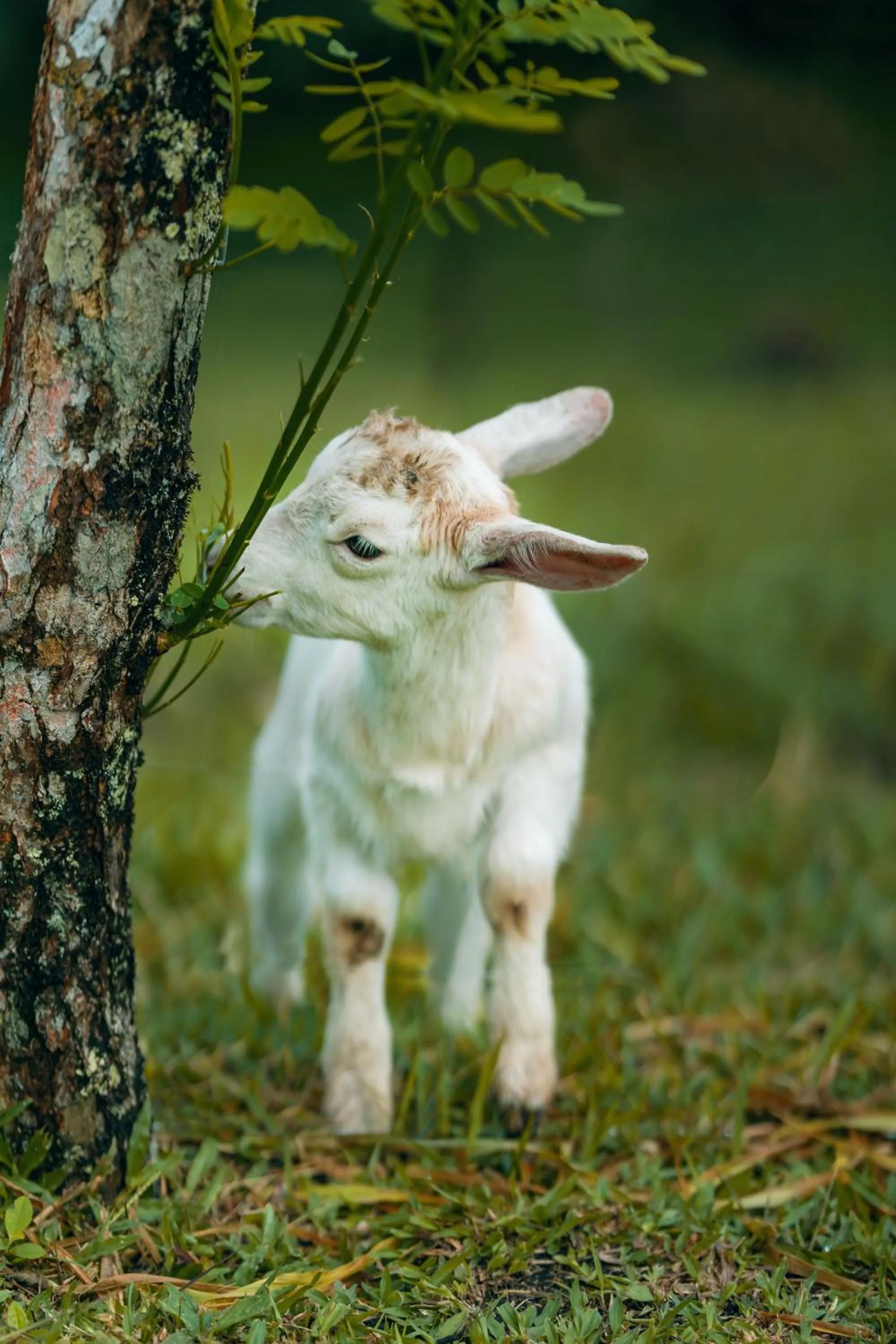 Animals in Lake Arenal Hotel, Brewery & Farm