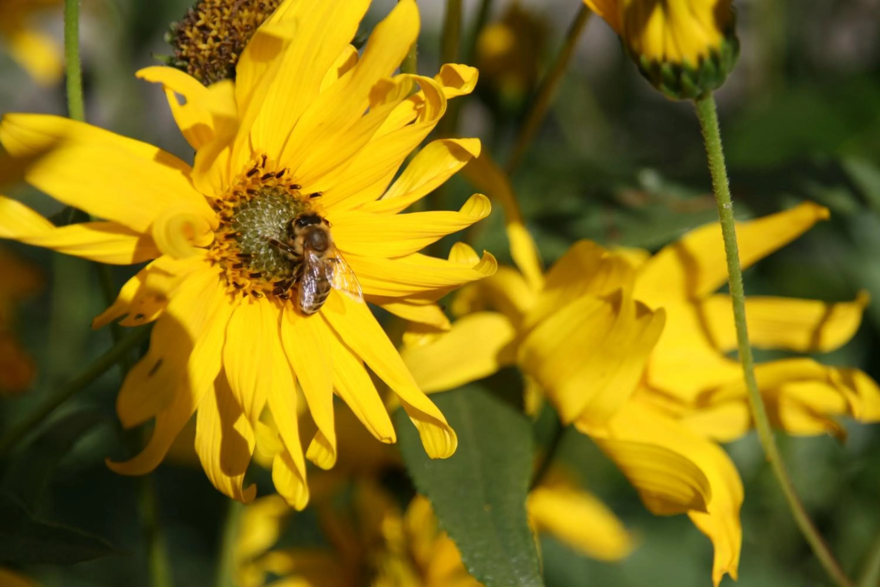 Animals in Apartments Residence Montana