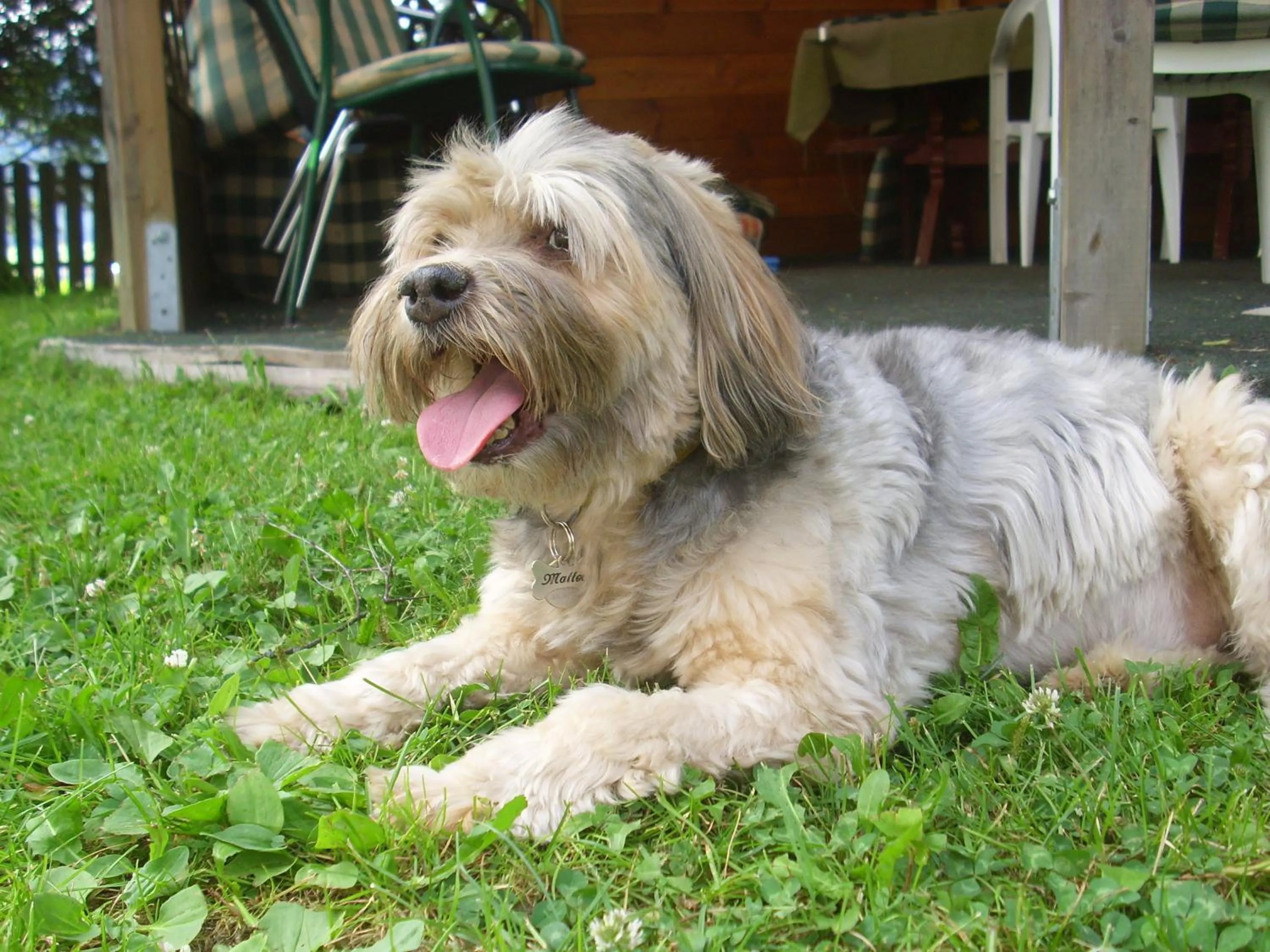 Animals in Apartments Residence Montana